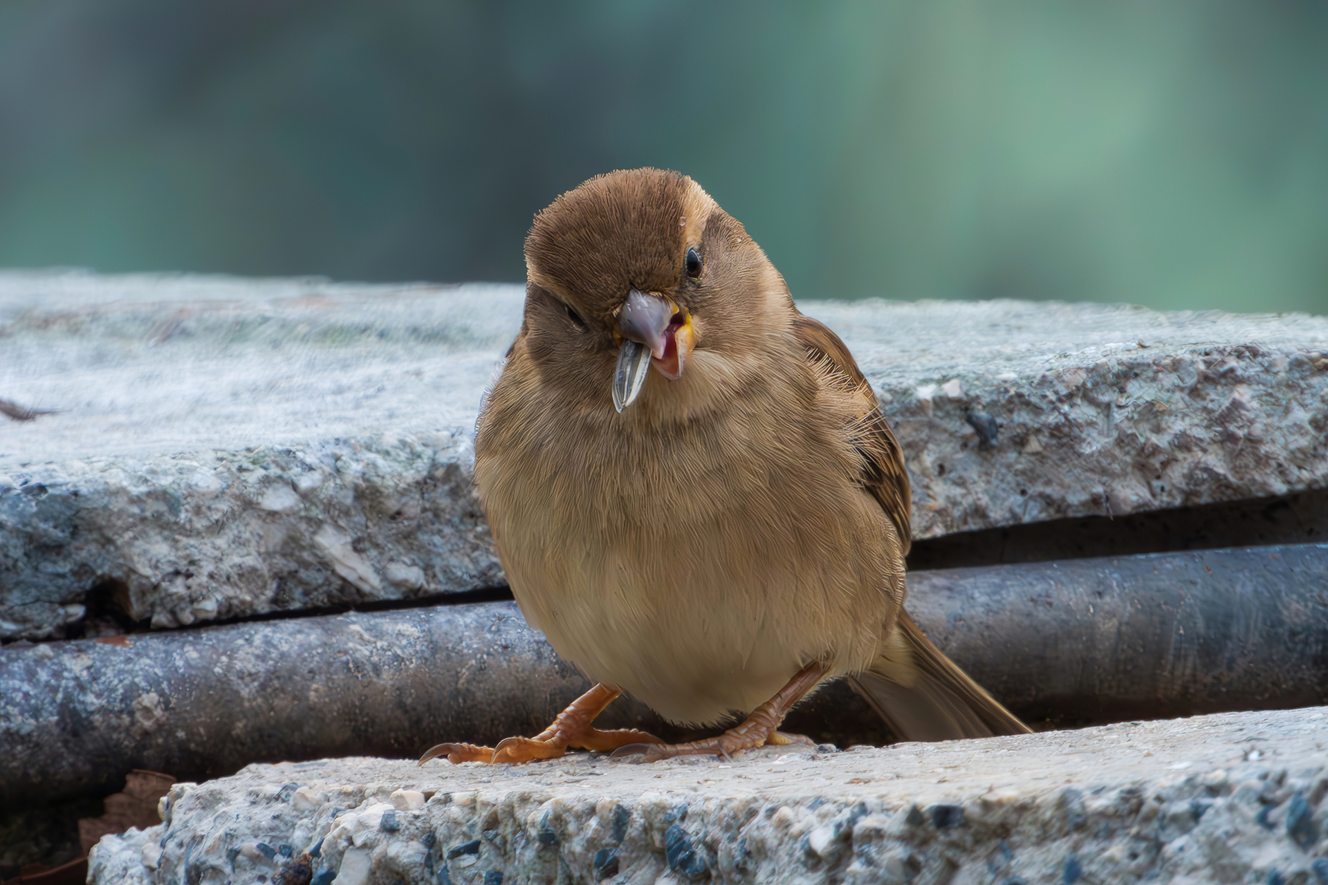 Passero italiano femmina