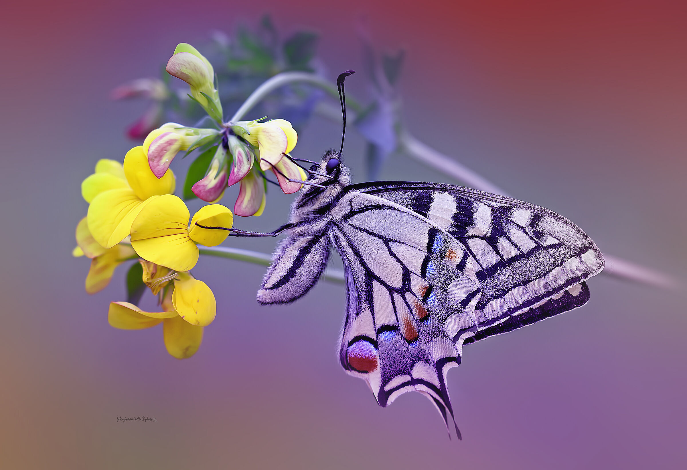 Papilio machaon