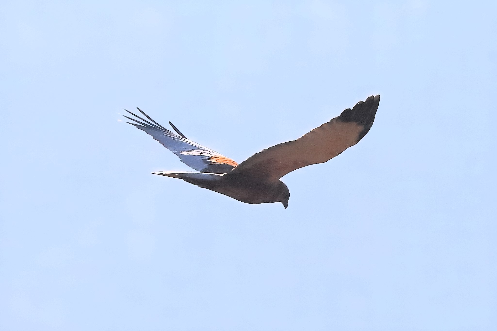 Marsh Harrier M 14-12-2023