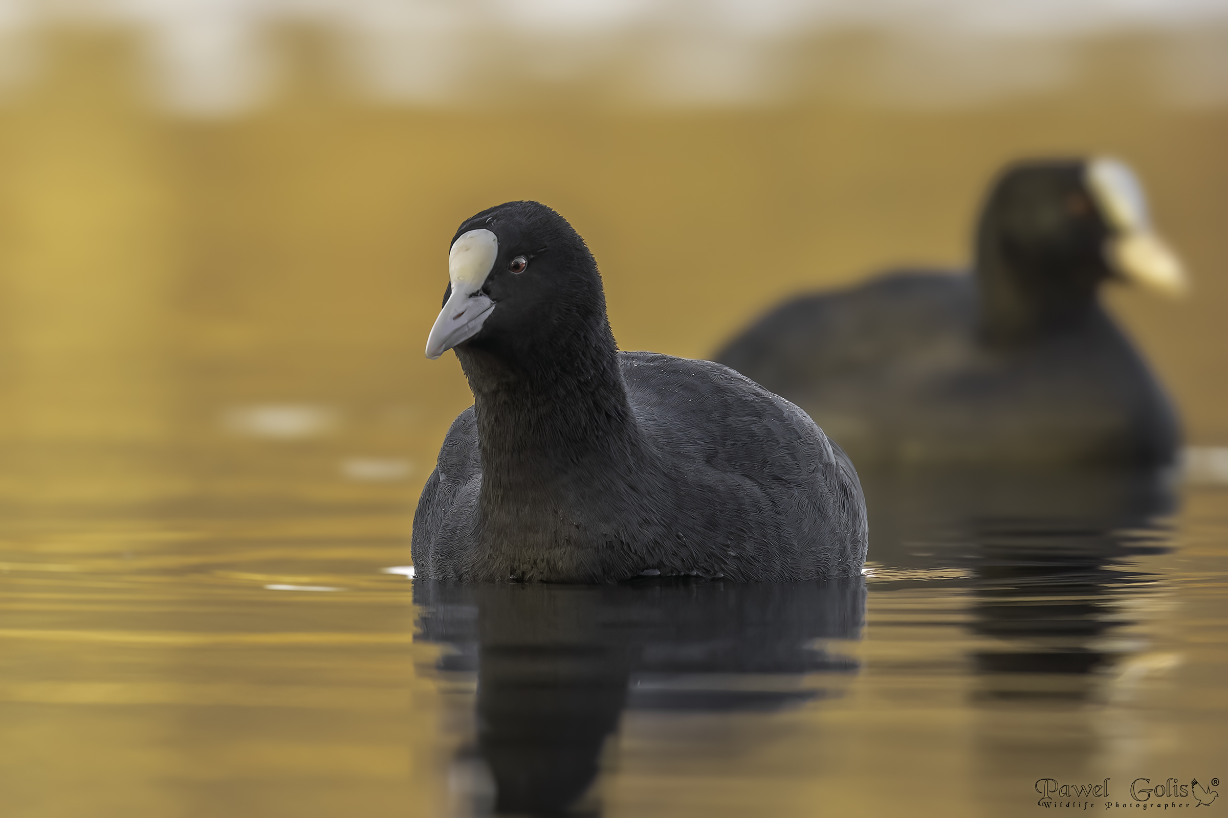 Folaga (Fulica atra)