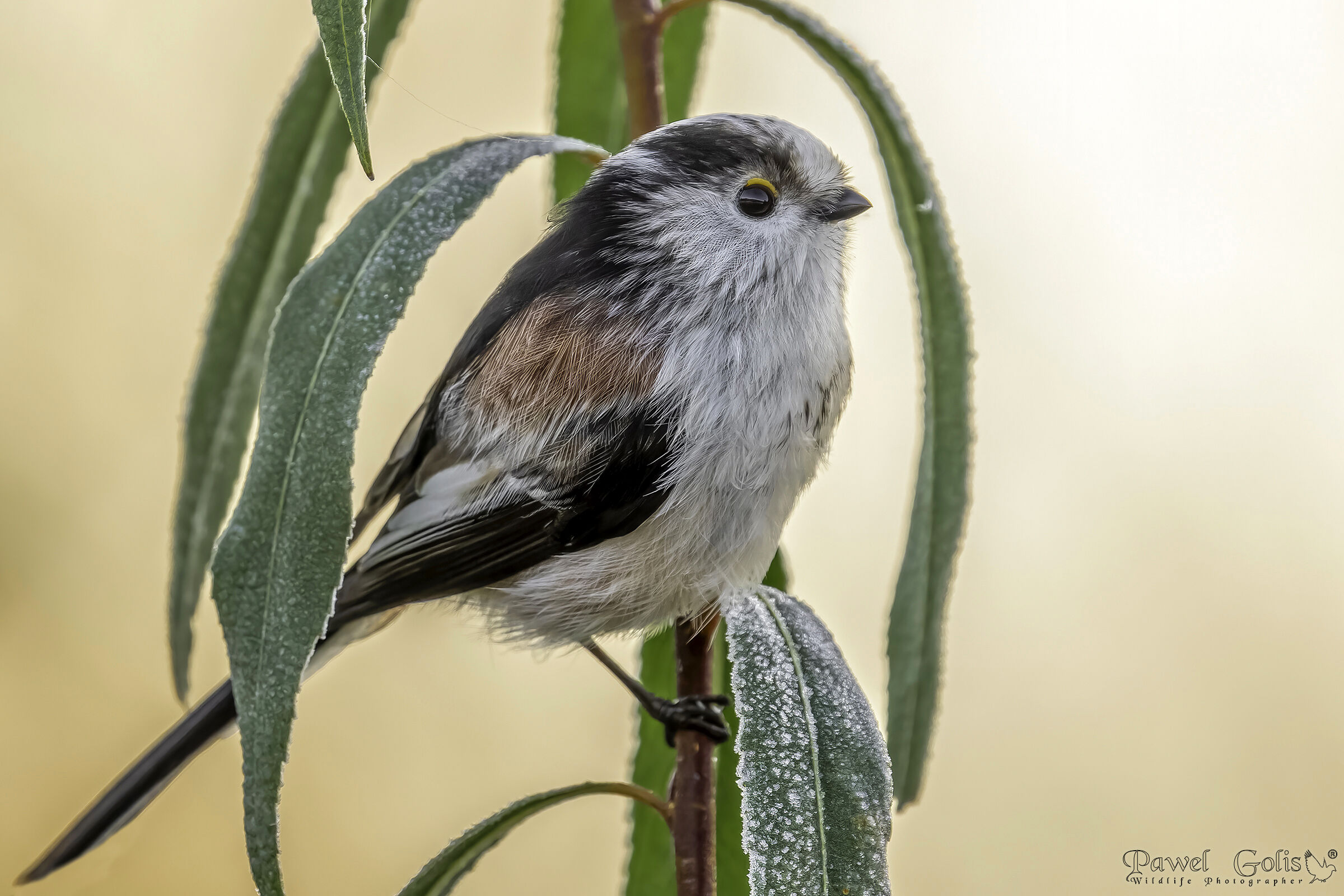 Cinciarella dalla coda lunga (Aegithalos caudatus)