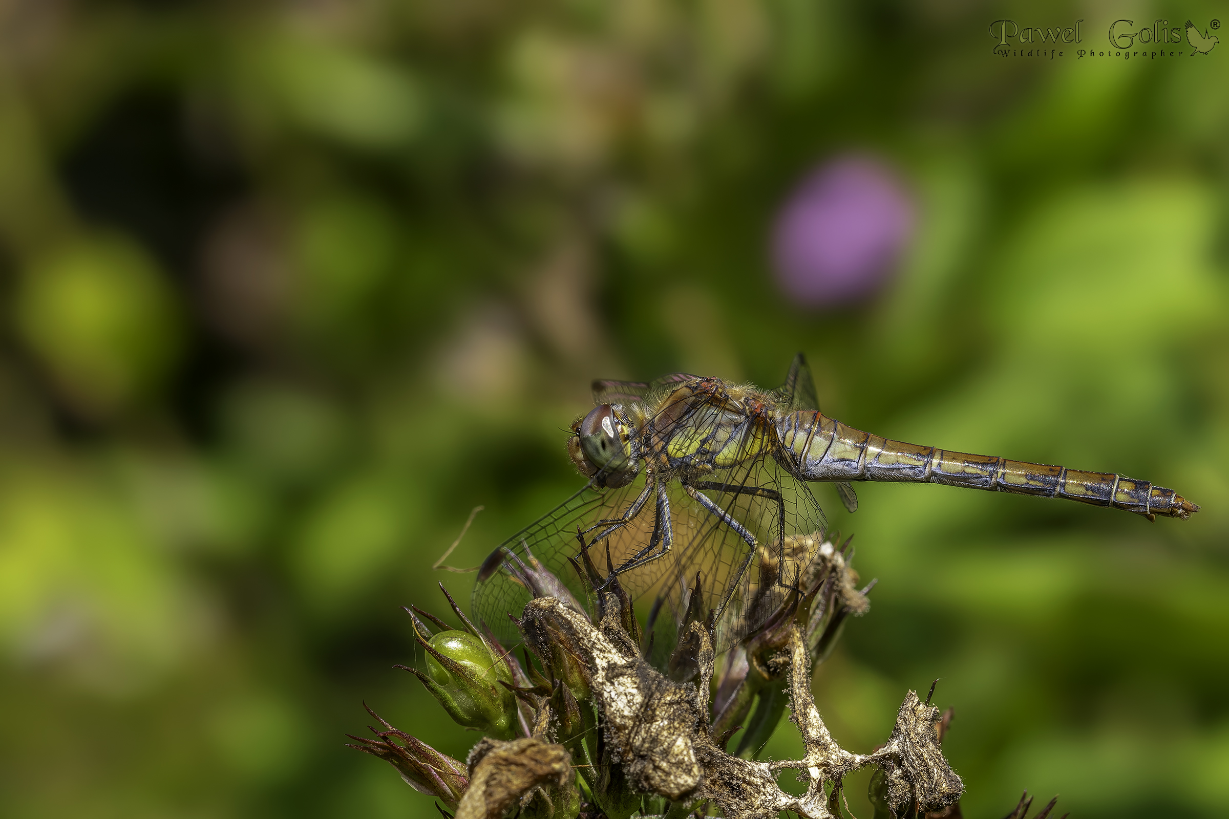 Striolatum (Sympetrum striolatum)