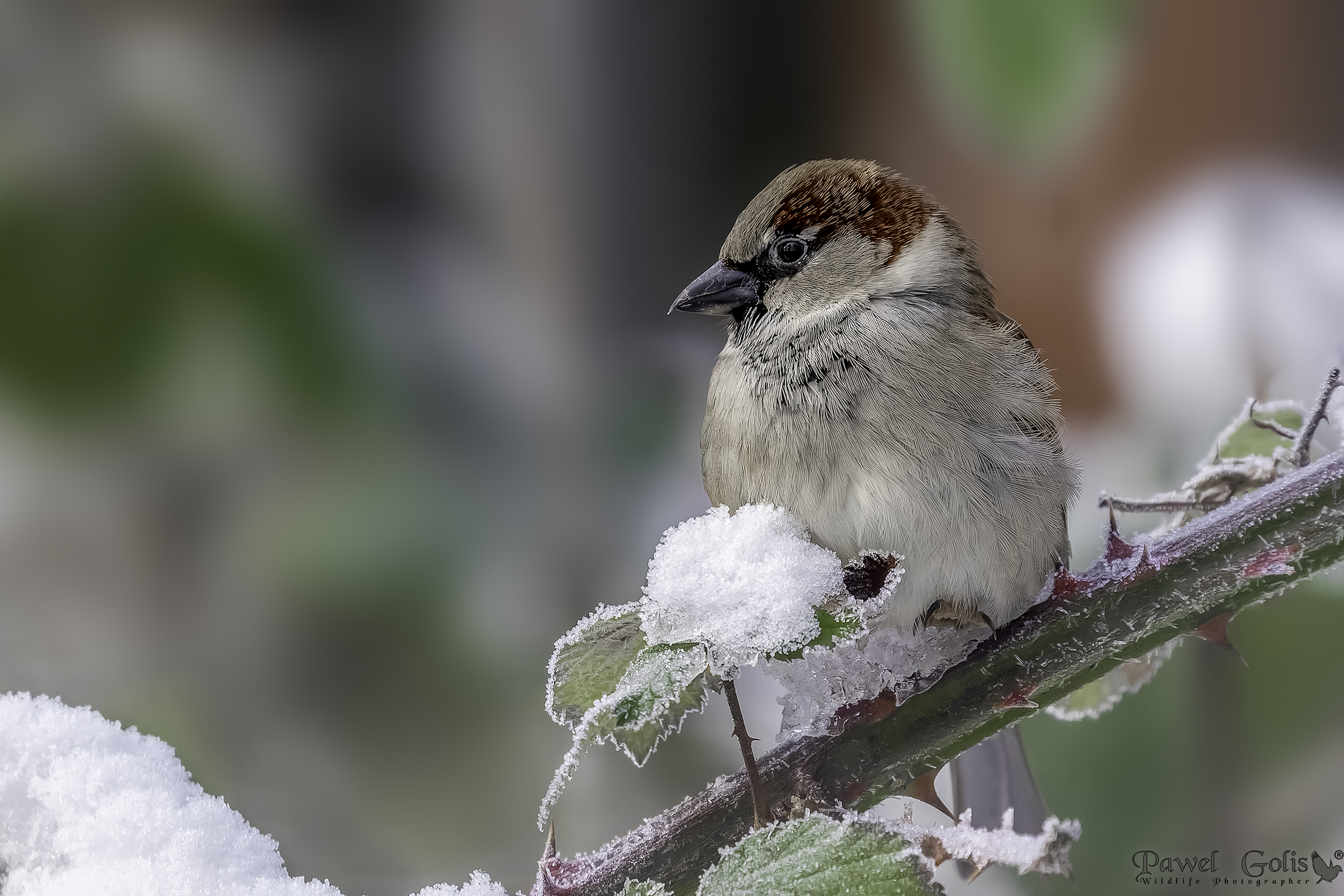 Passero domestico (Passer domesticus)
