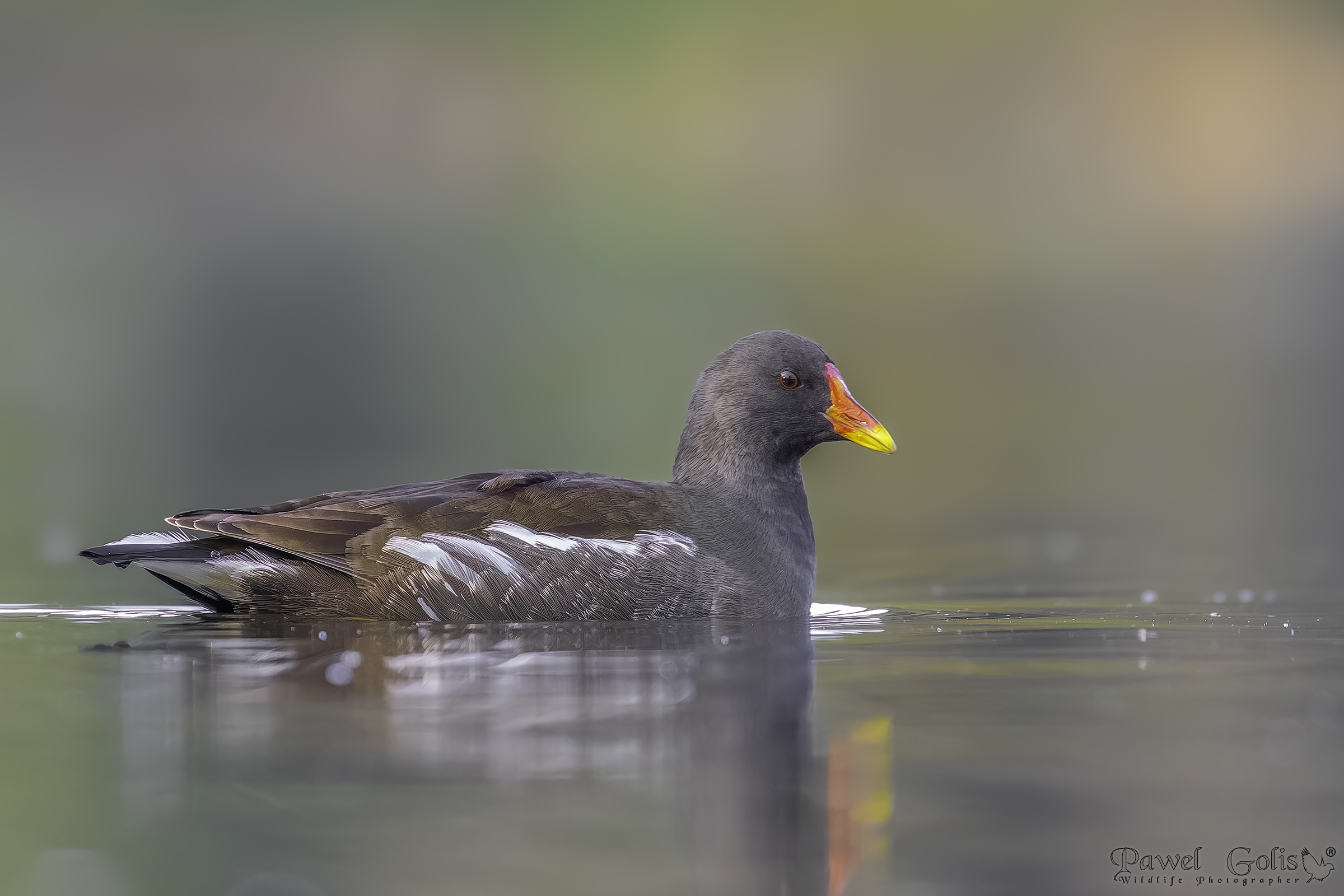 Gallinella d'acqua (Gallinula chloropus)