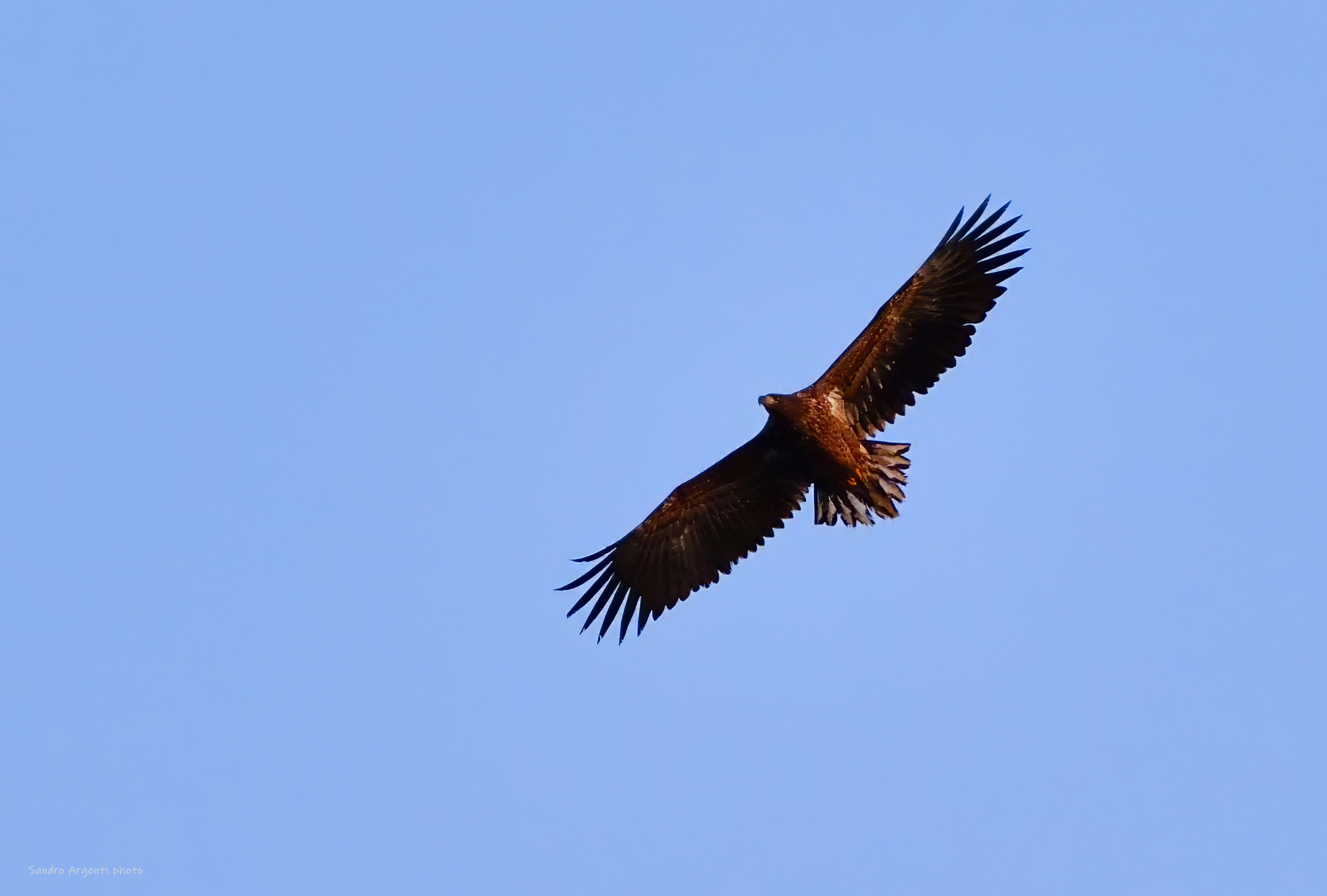 L'enorme e instancabile Aquila dalla coda bianca