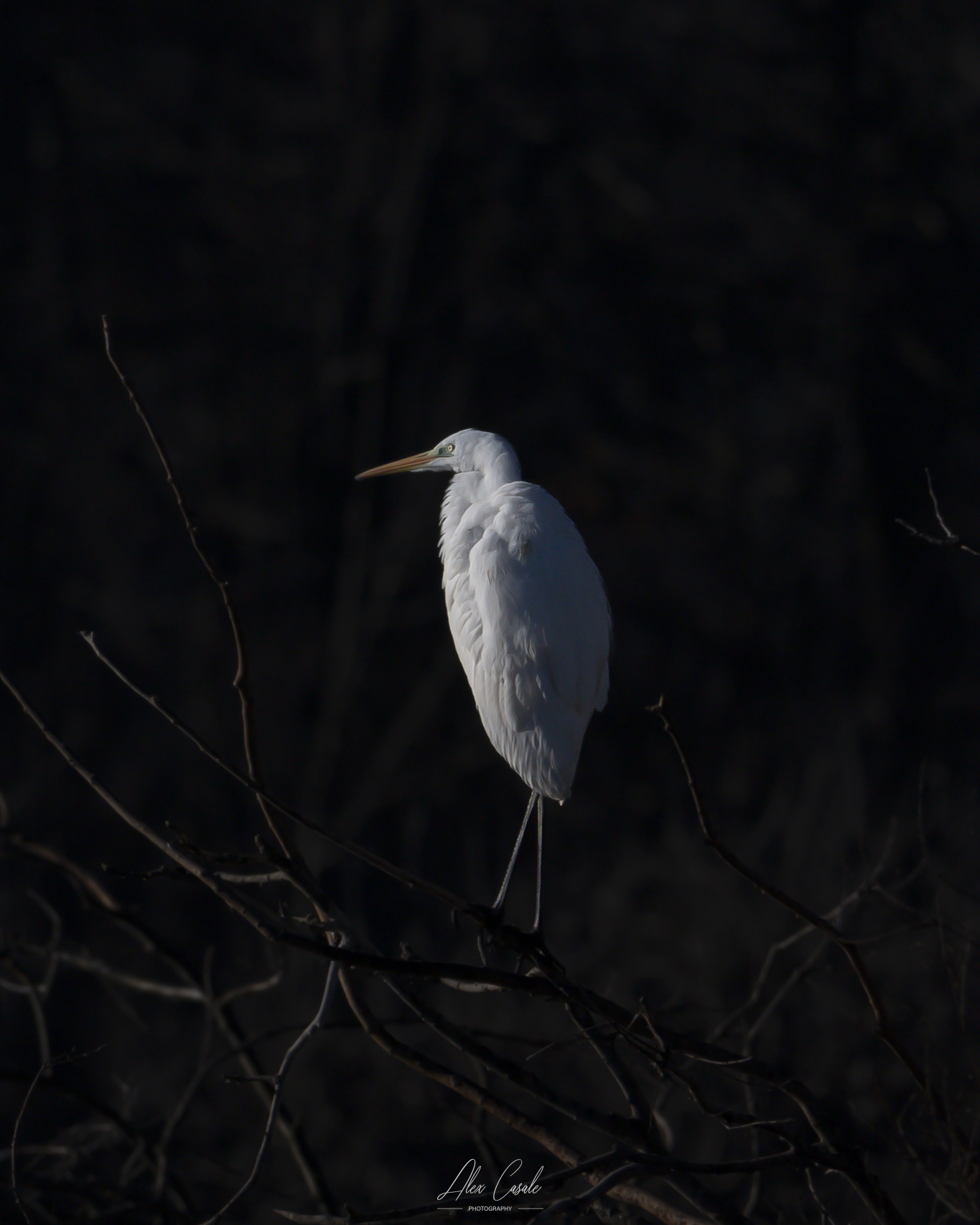 Airone Bianco Maggiore