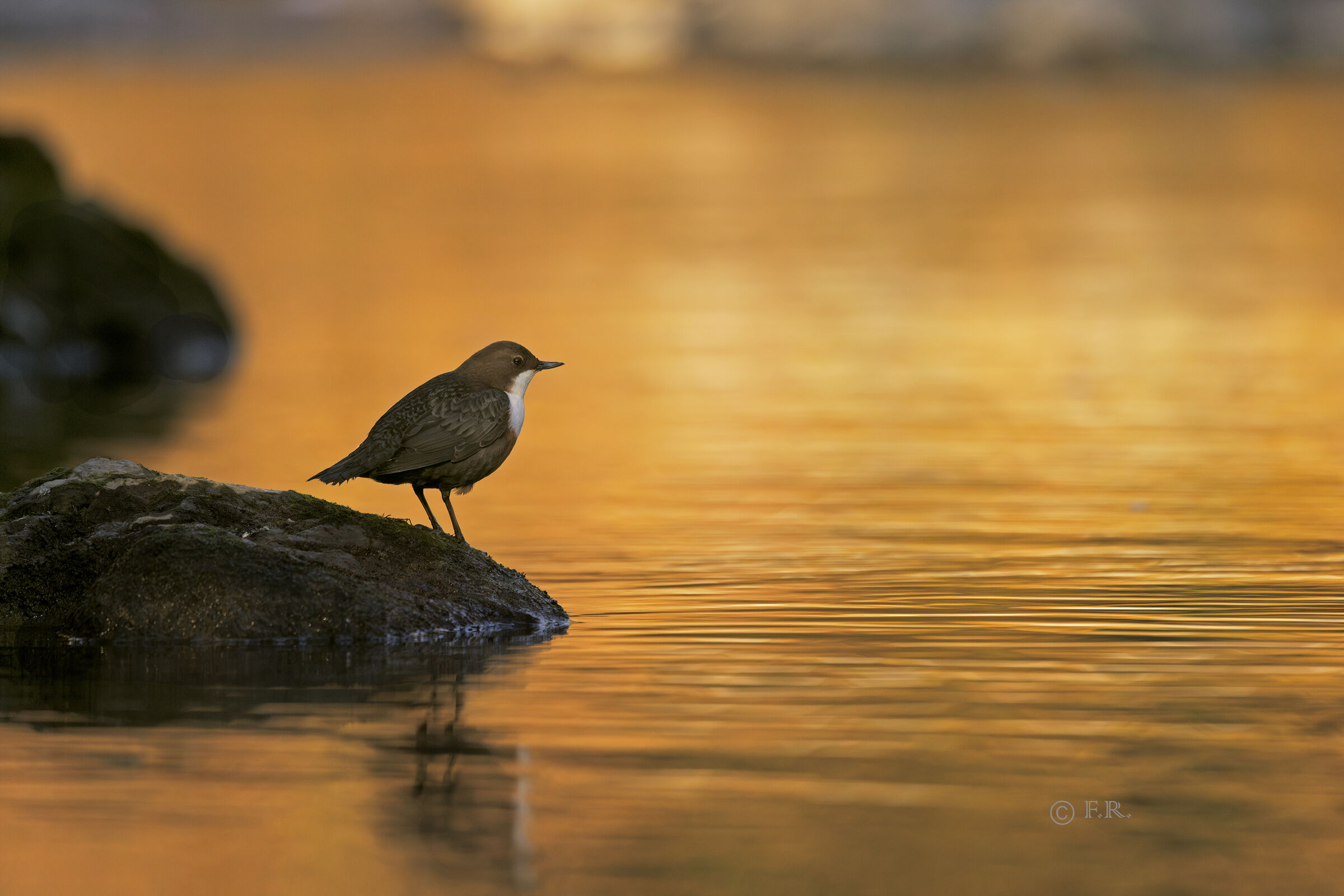 white-throated dipper