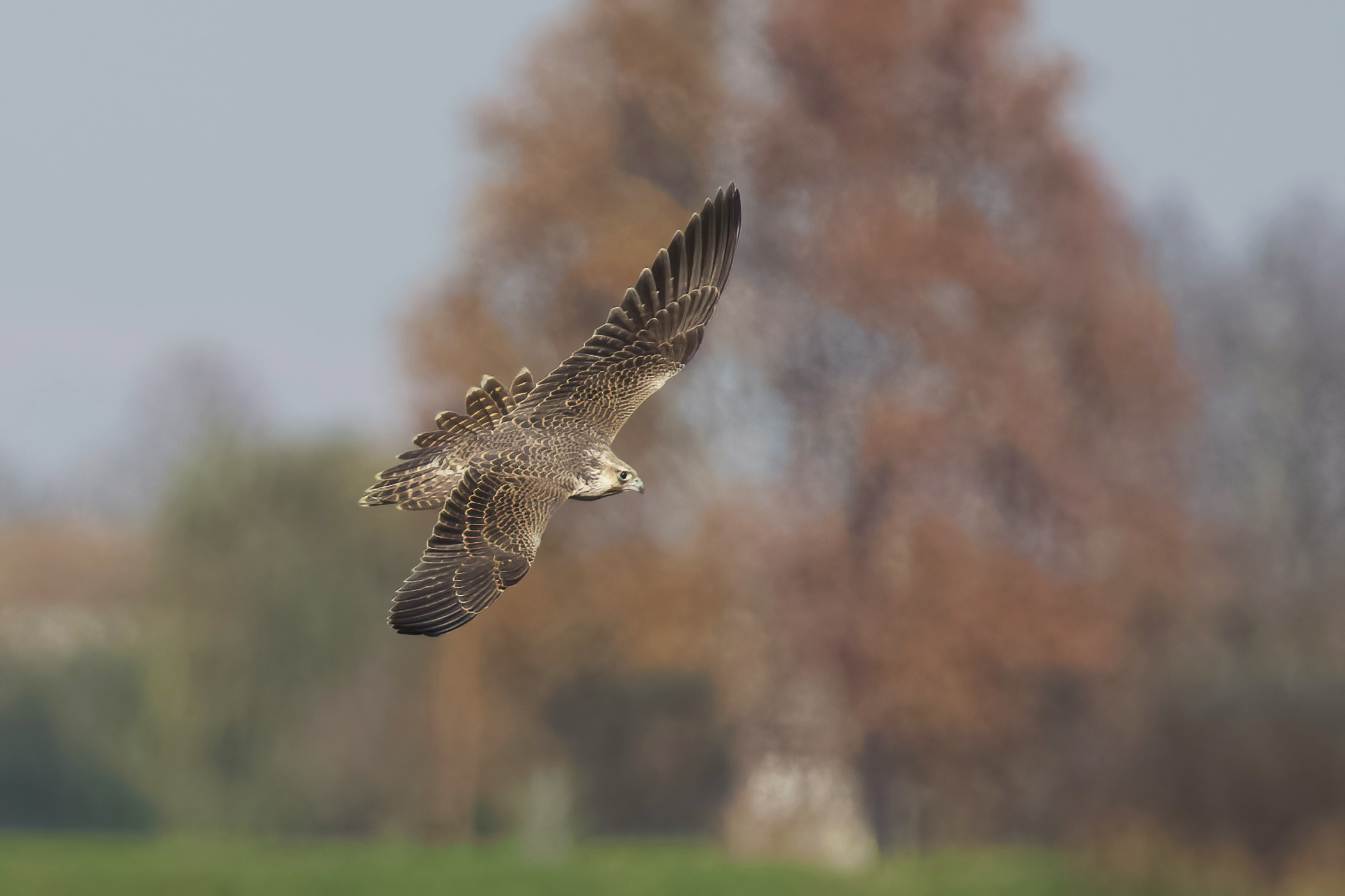 Falco pellegrino siberiano (Falco peregrinus calidus)