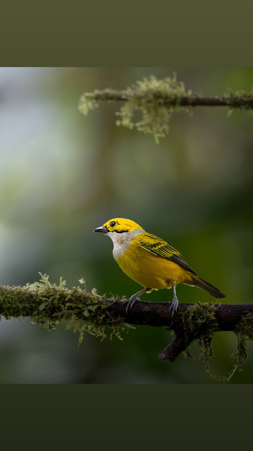 White-throated yellow tangara