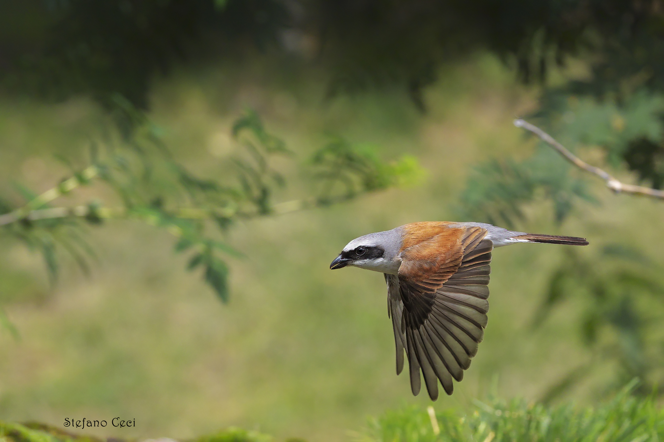 Lesser Shrike