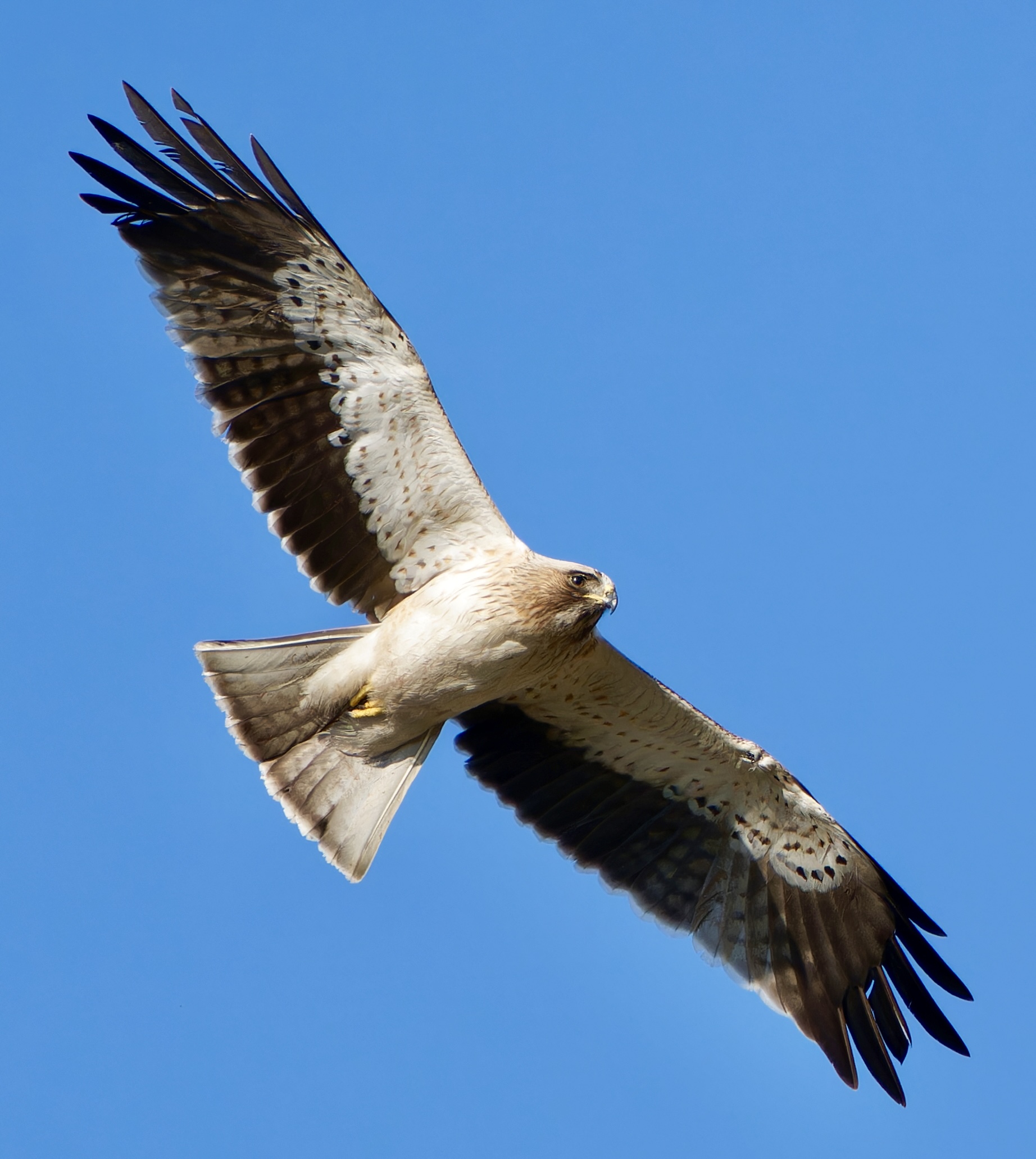 Aquila minore , morfismo chiaro .