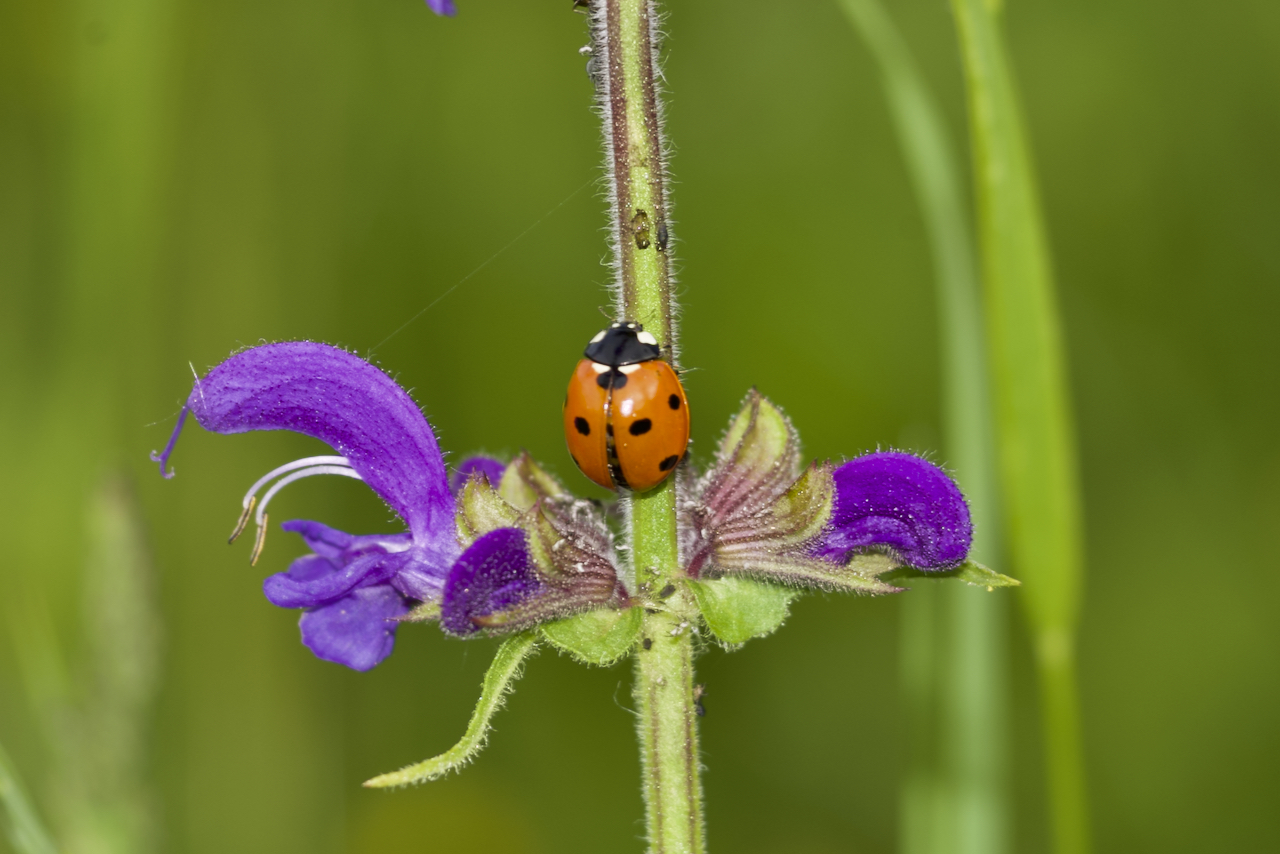 Ladybug brings good luck!