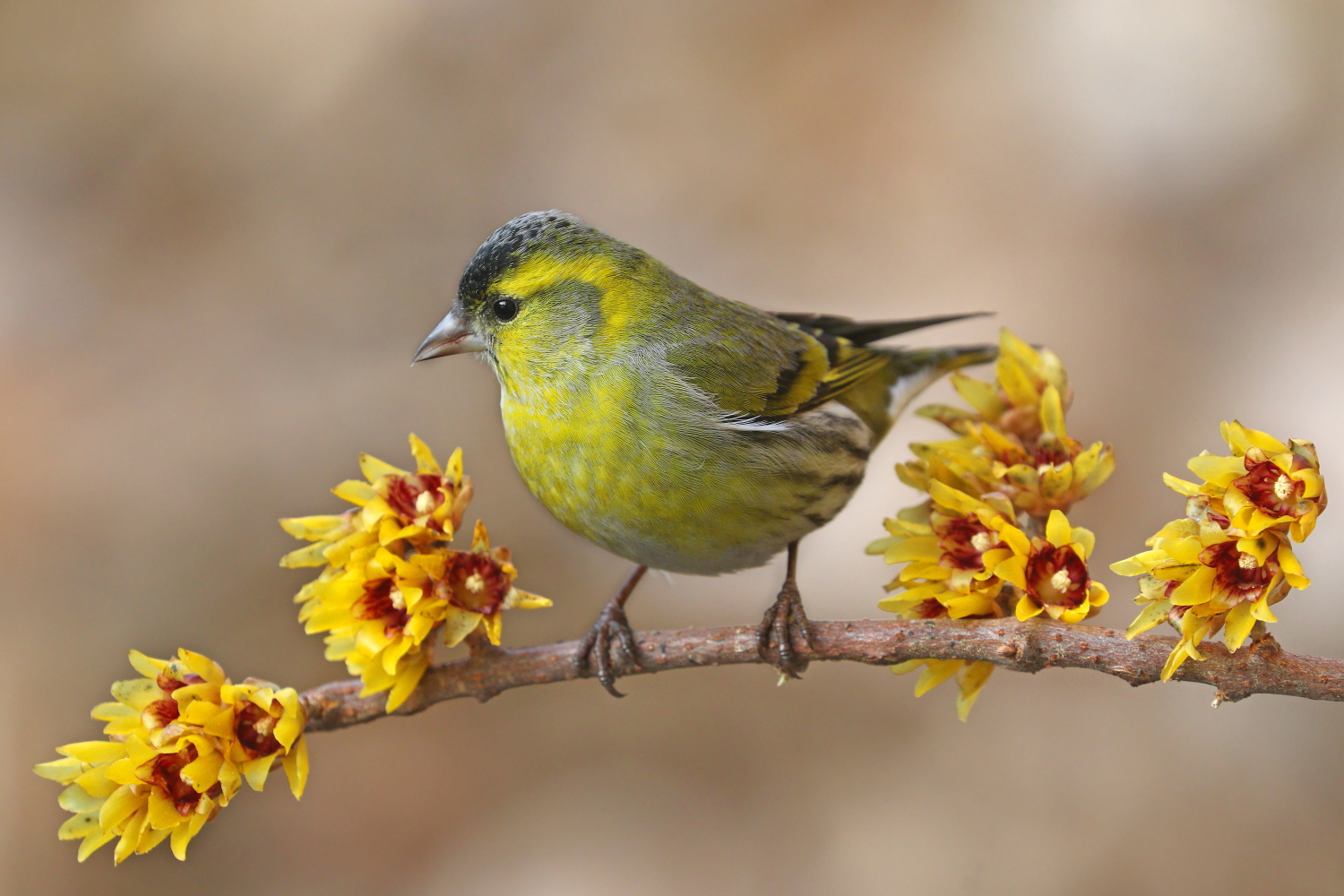 Il lucherino e il calicanto
