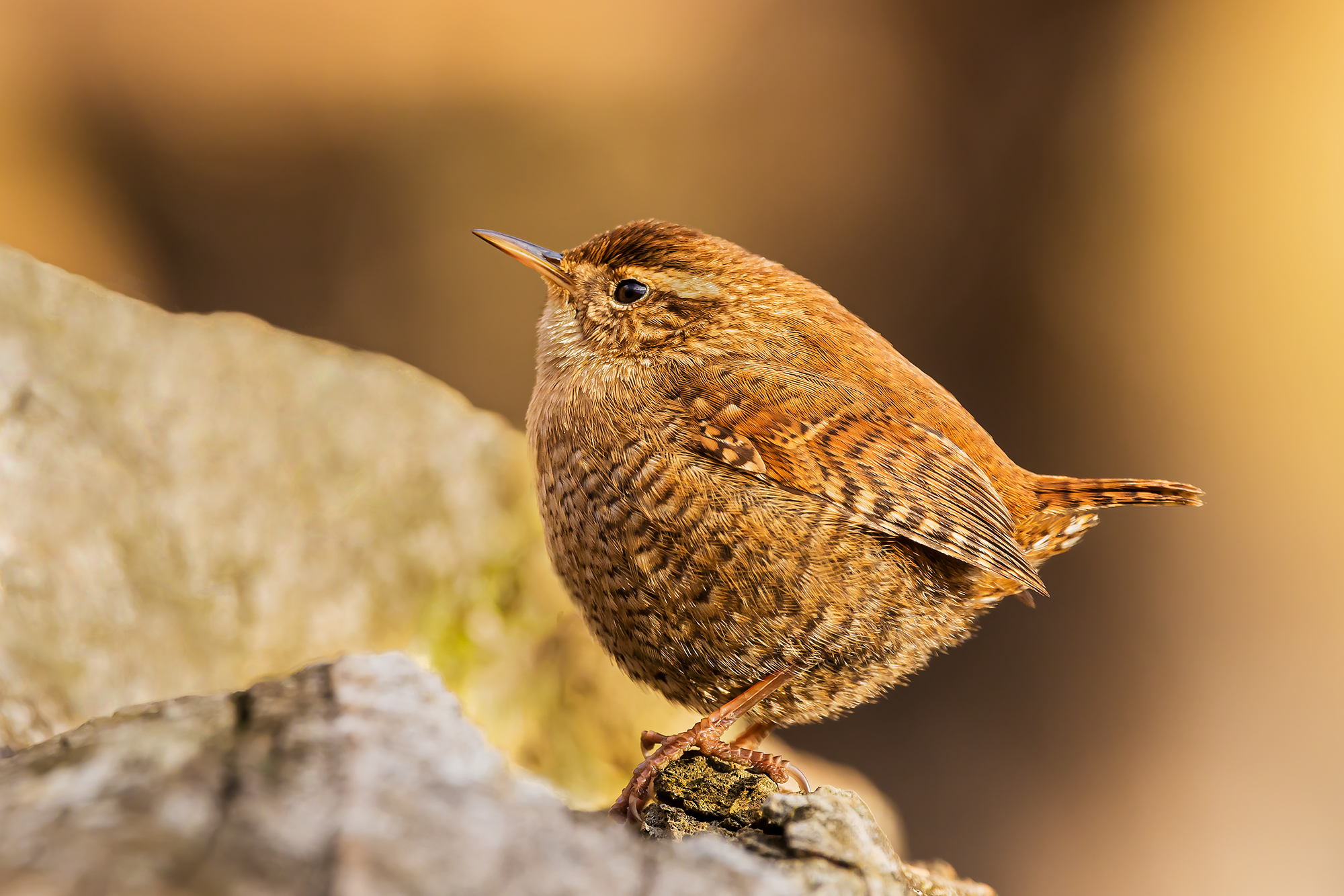 Wren