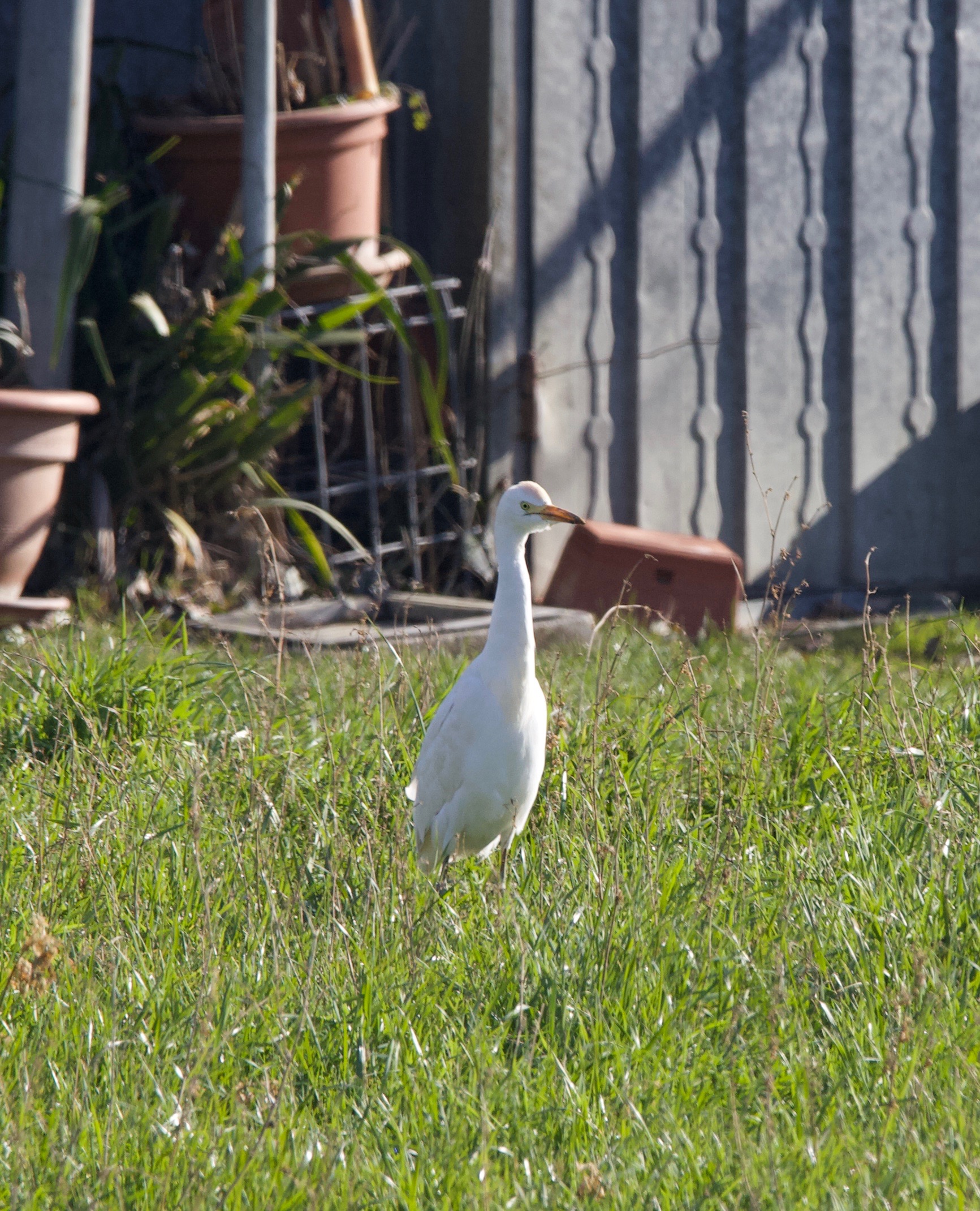 Uno sguardo attento... gallinella airone...