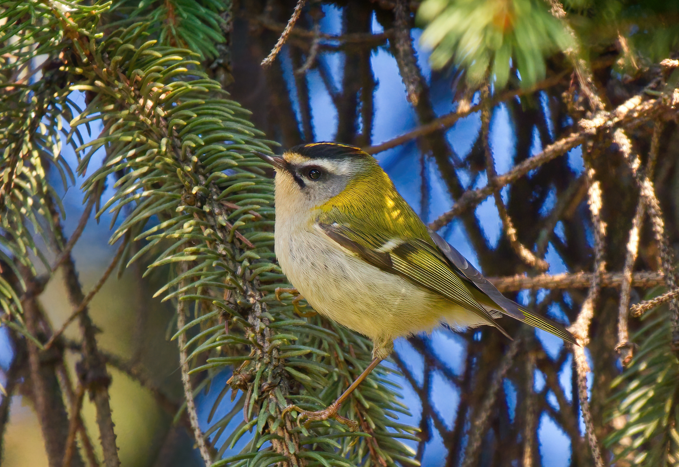 Il piccolo fiorrancino