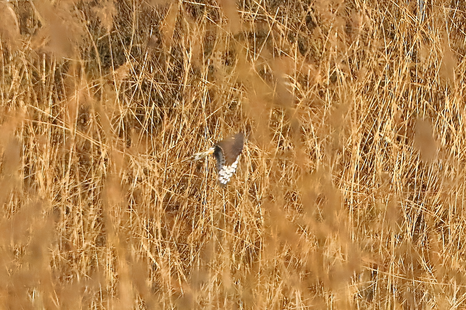 Hen Harrier 29-11-2023