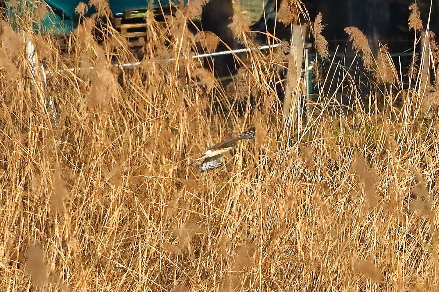 Hen Harrier 29-11-2023