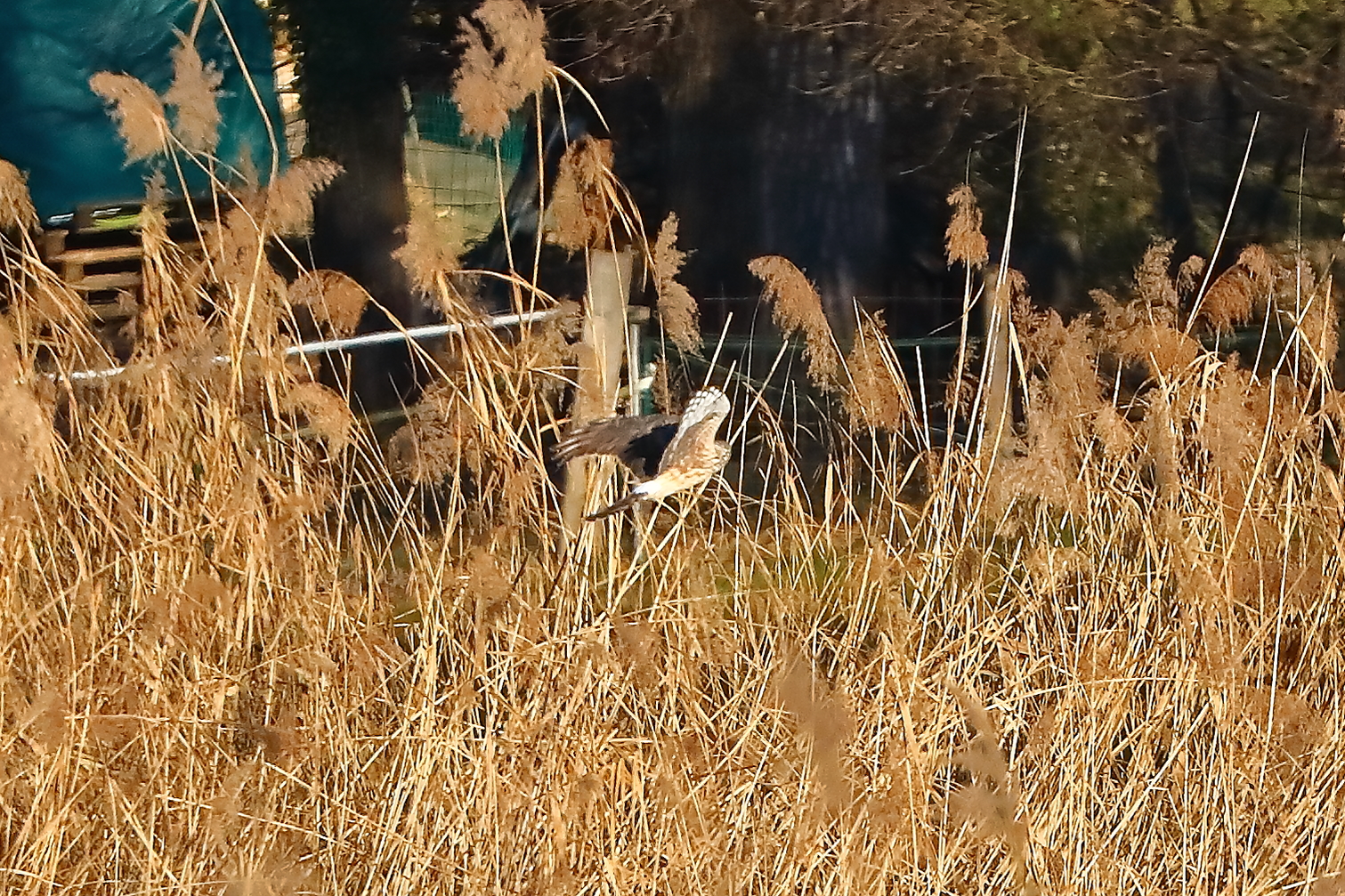 Hen Harrier 29-11-2023