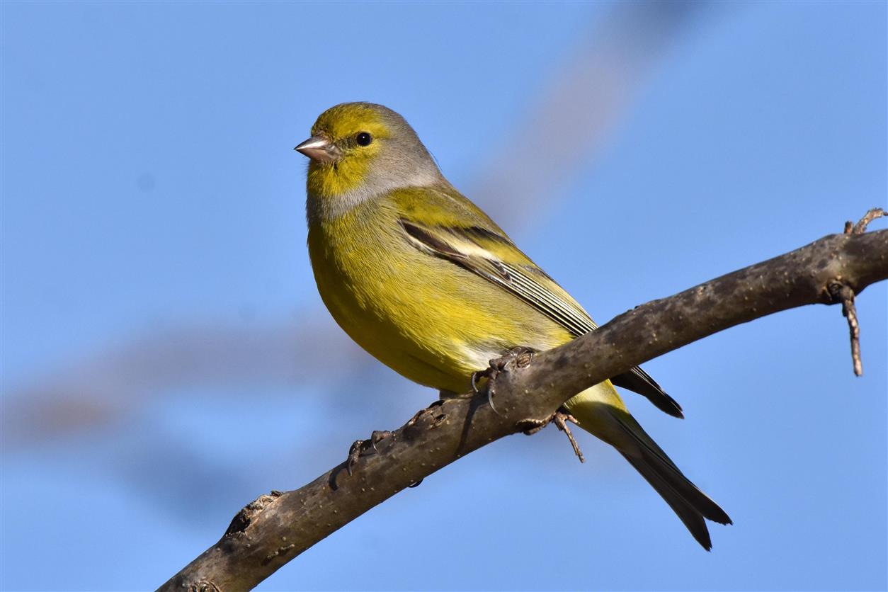 Venturone alpino (Carduelis citrinilla)