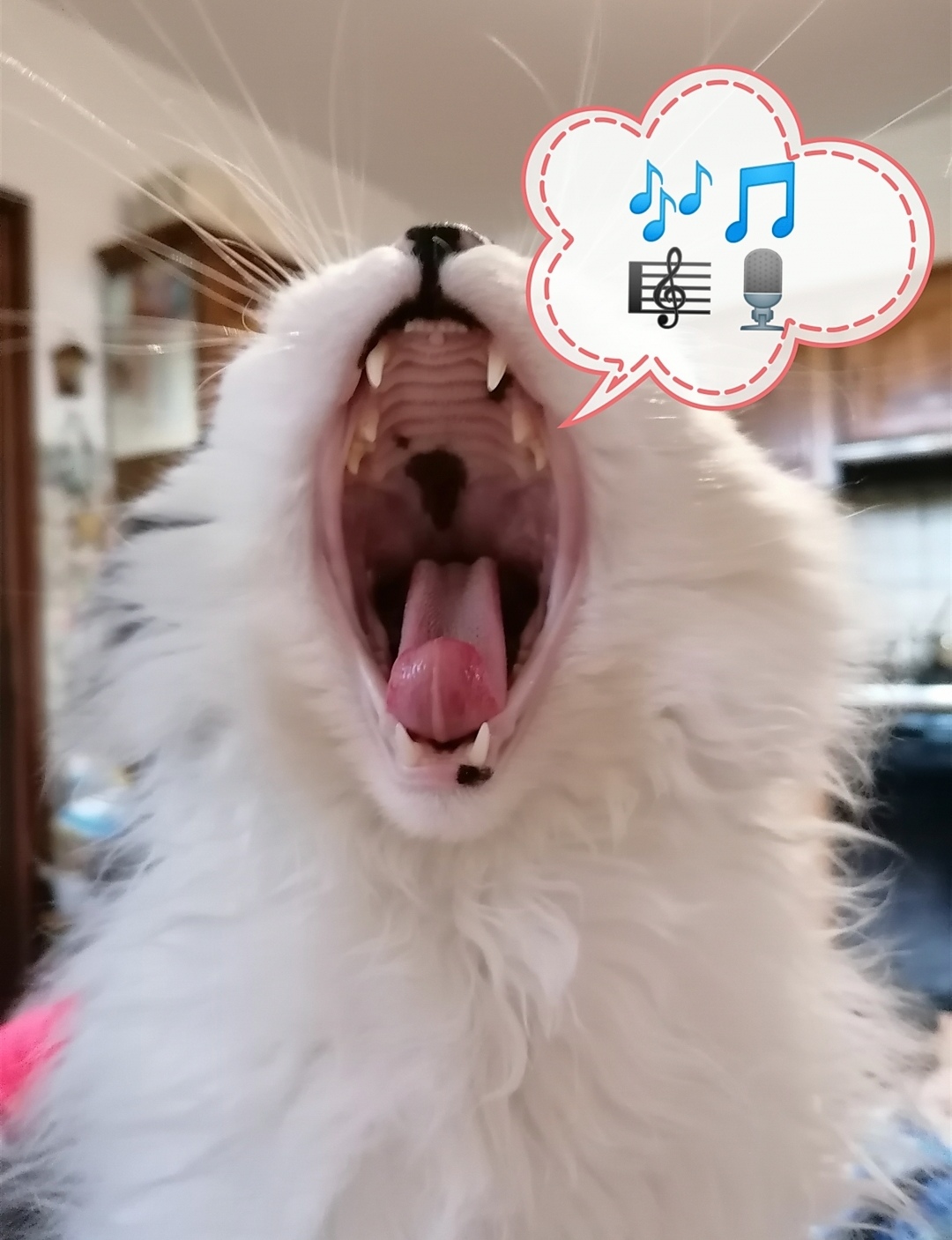 Pavarotti miao