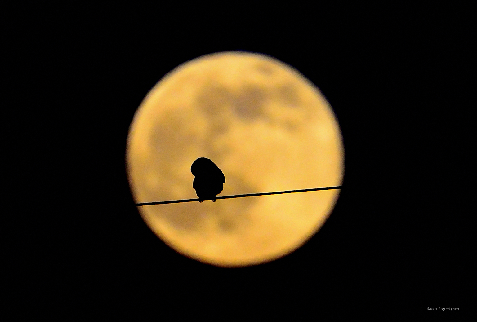 Civetta che si riposa sullo sfondo della Luna.