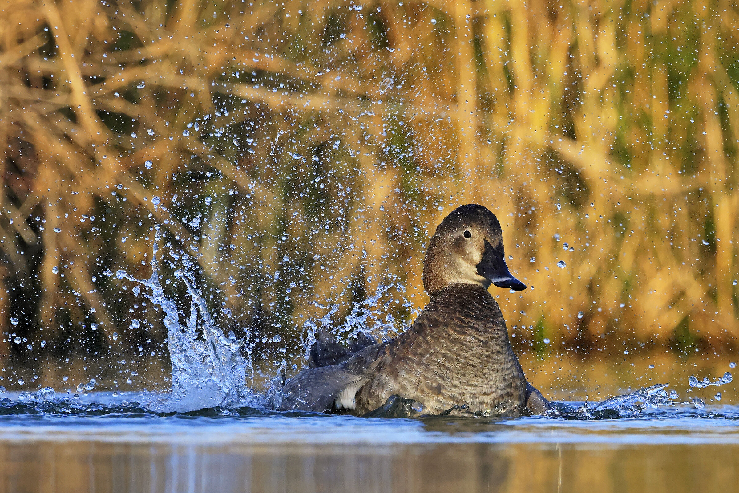 Common pochard