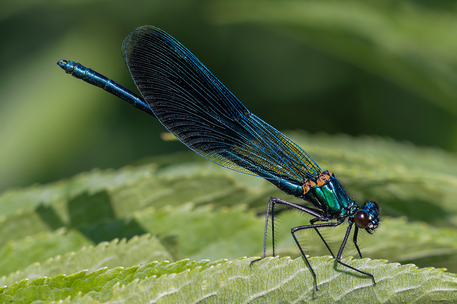 Calopteryx splendens