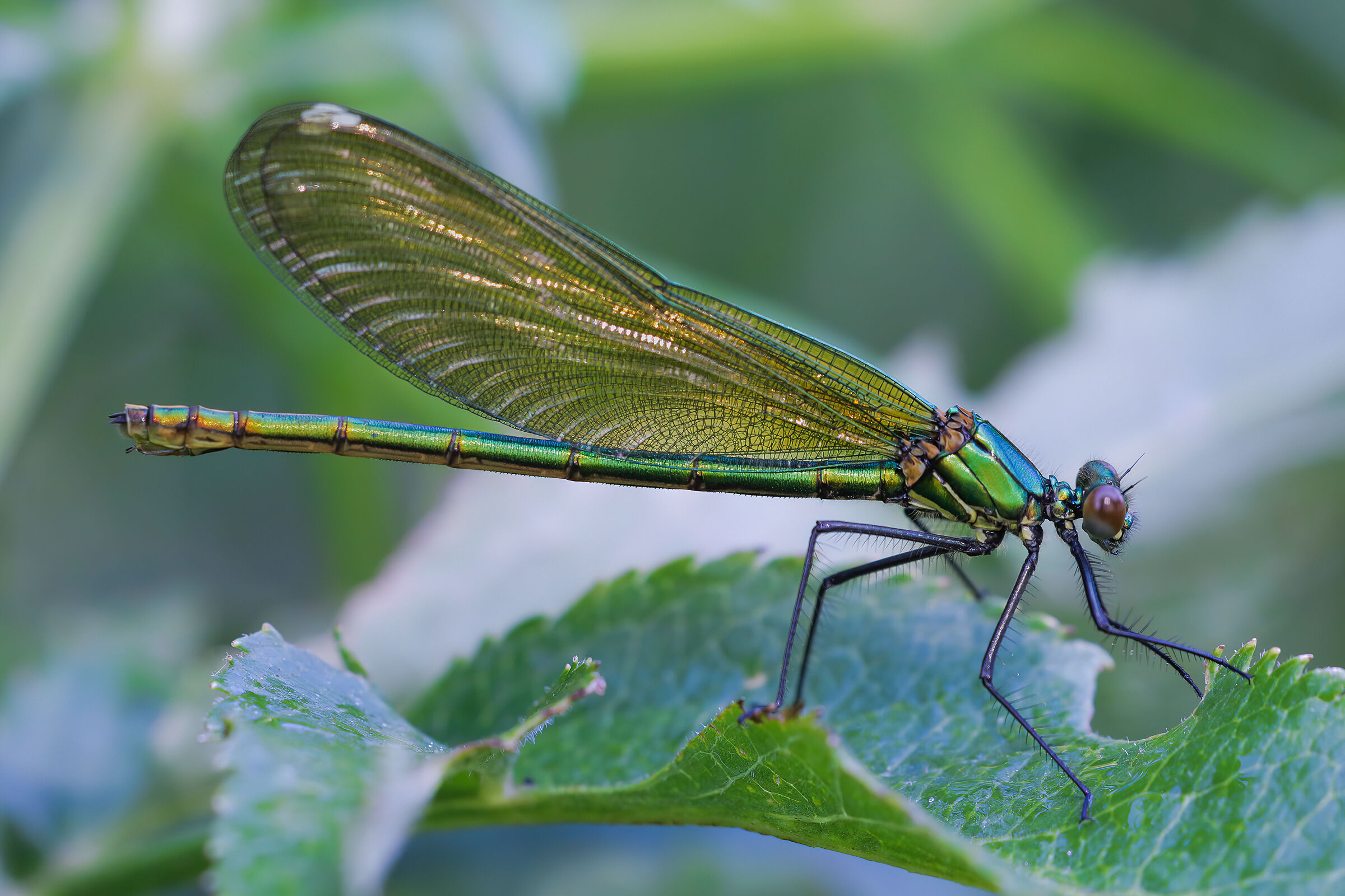 Calopteryx splendens