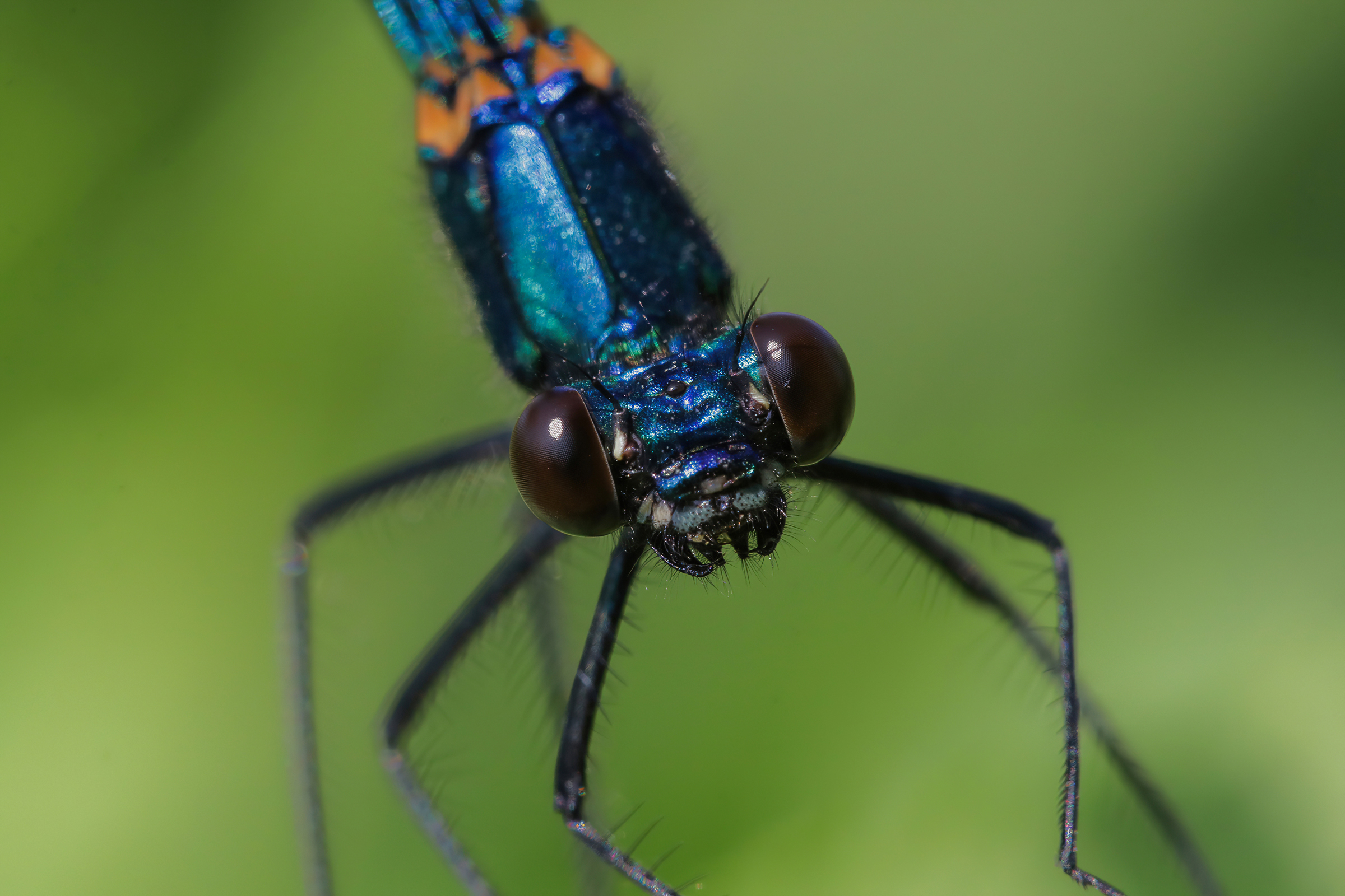 Calopteryx splendens