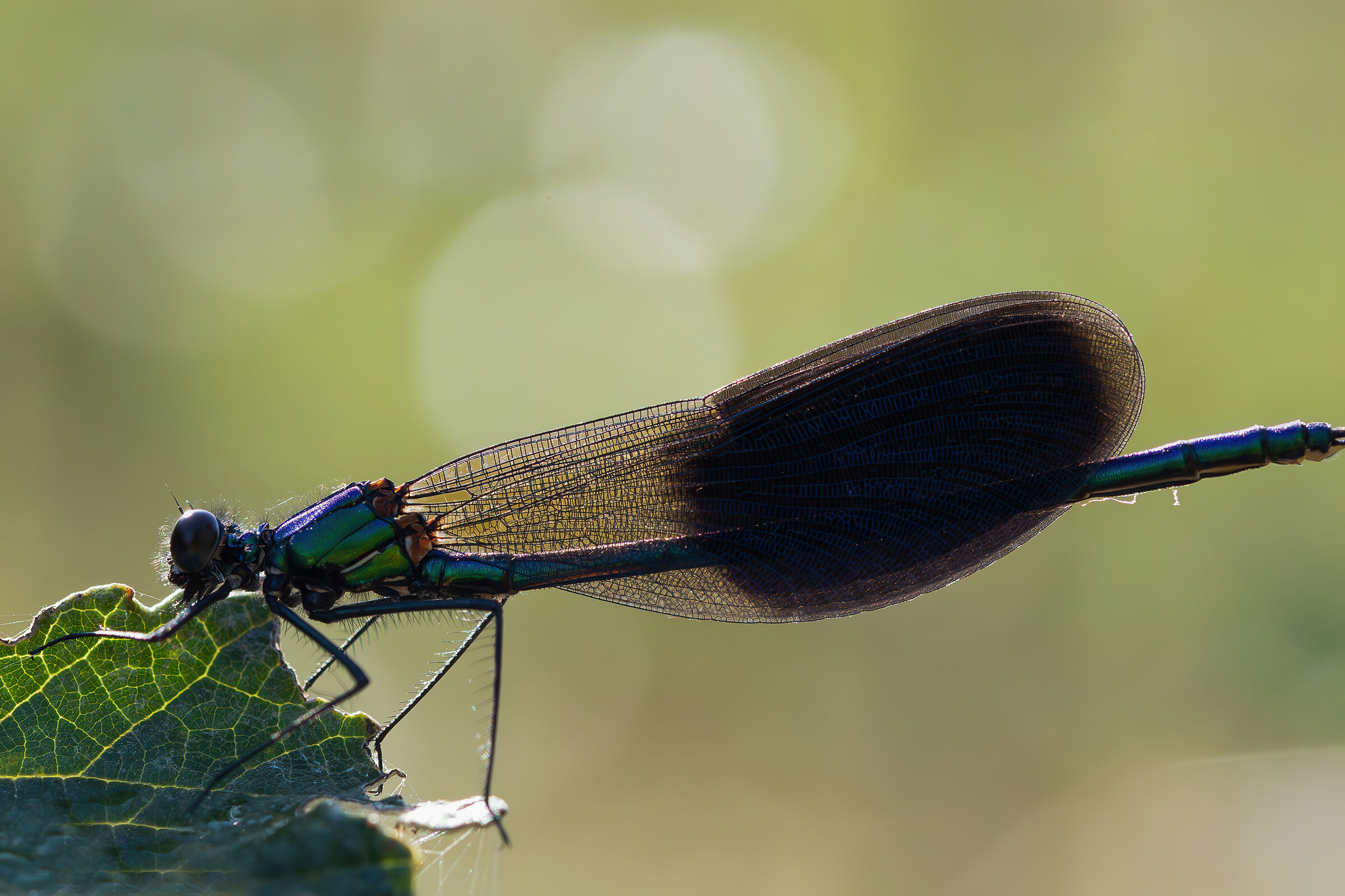 Calopteryx splendens