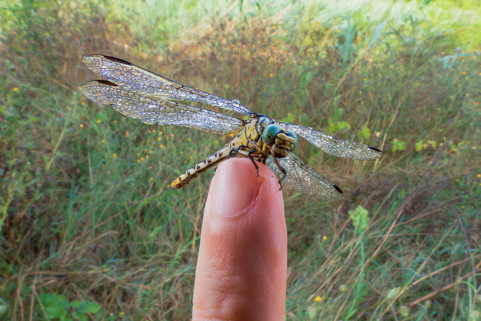 Close-up set with Coolpix p1000 (48)