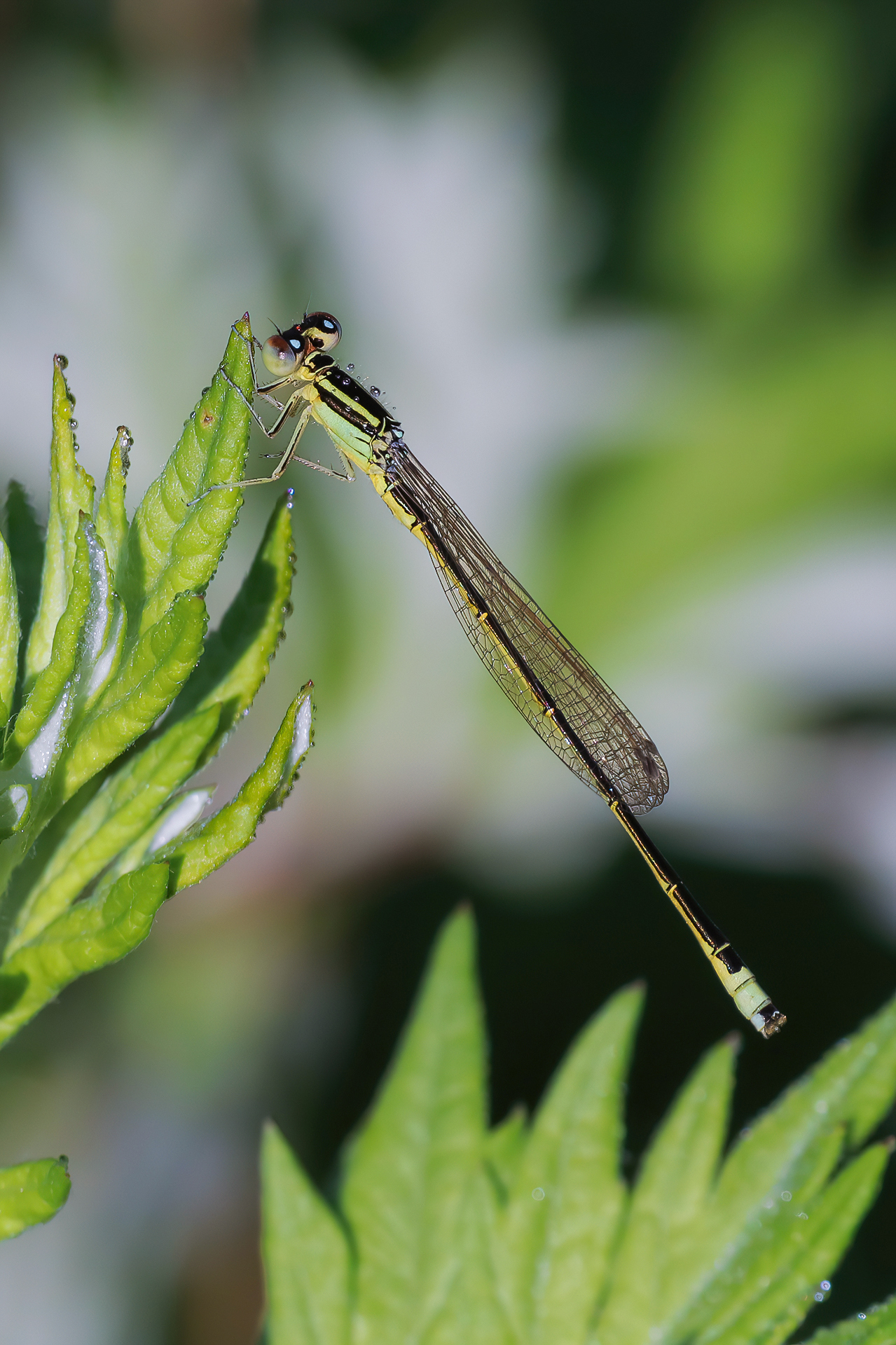 Zygoptera sp. z o.o.
