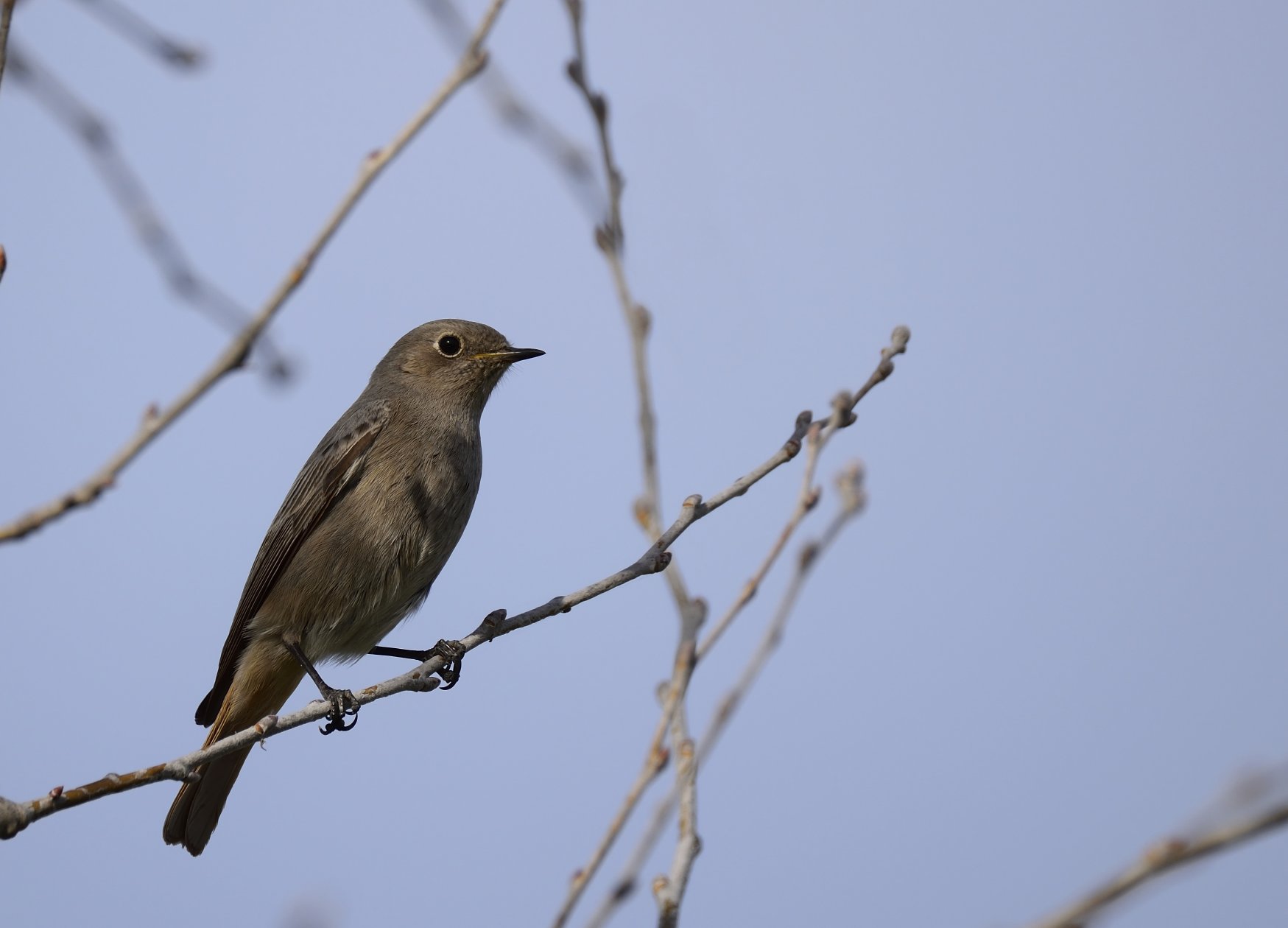 Redstart (Phoenicurus ochruros) female