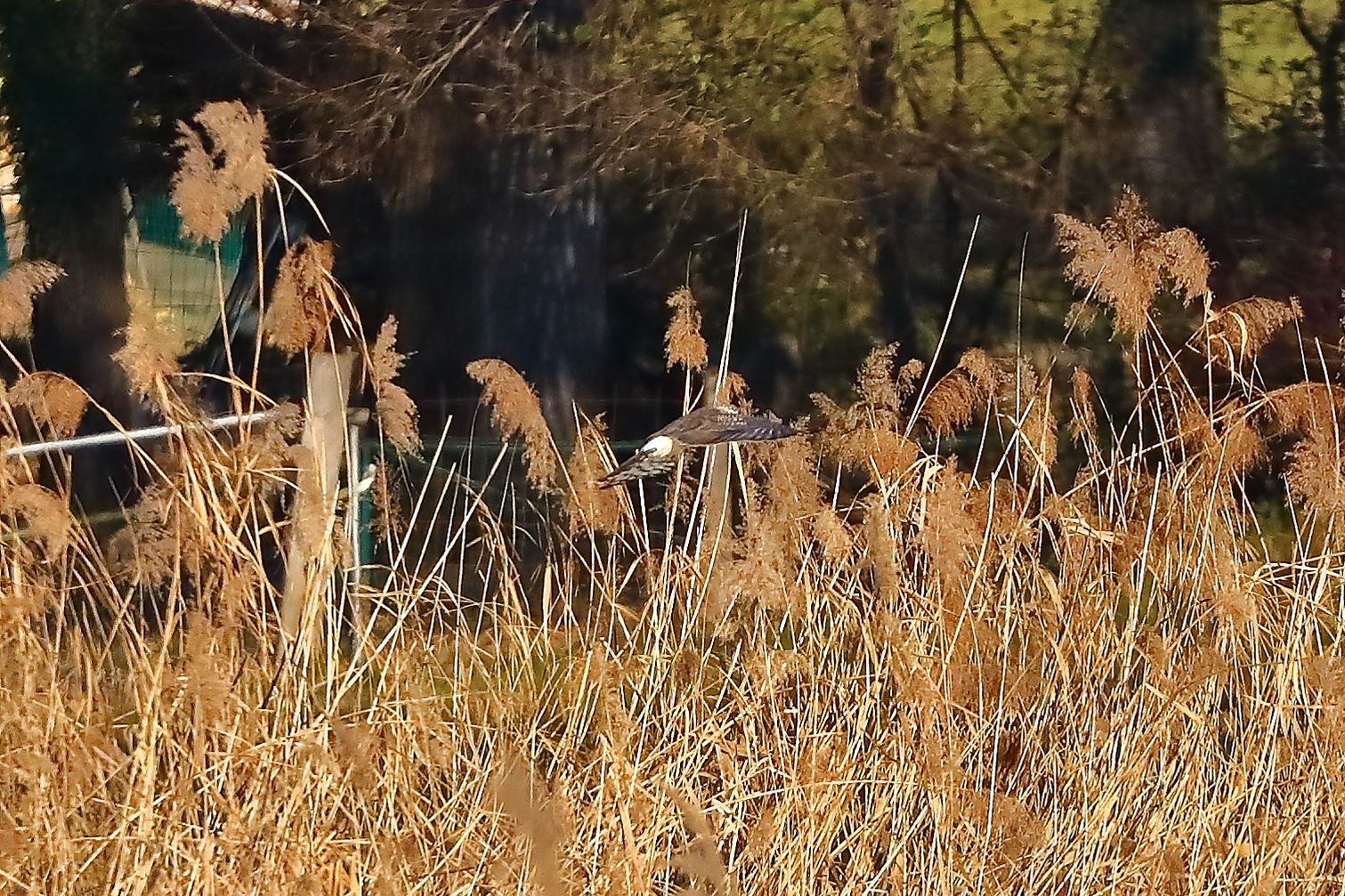 Hen Harrier 29-11-2023