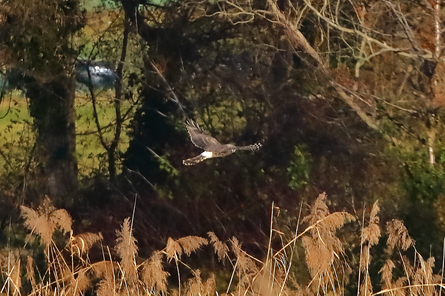 Hen Harrier 29-11-2023