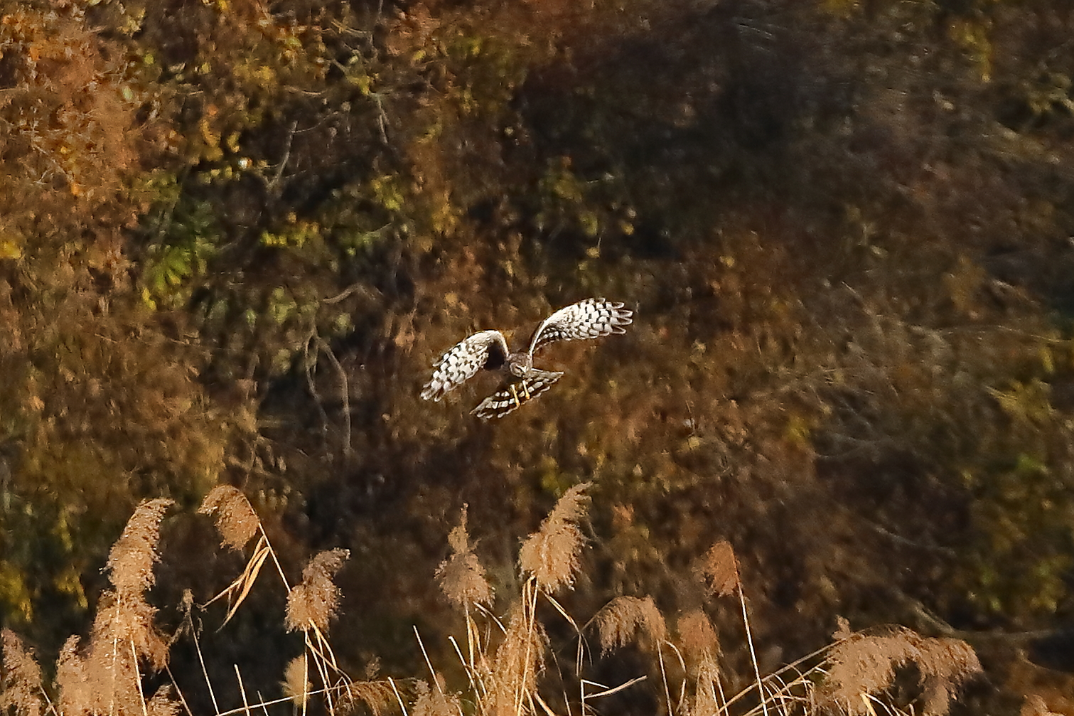 Hen Harrier 29-11-2023