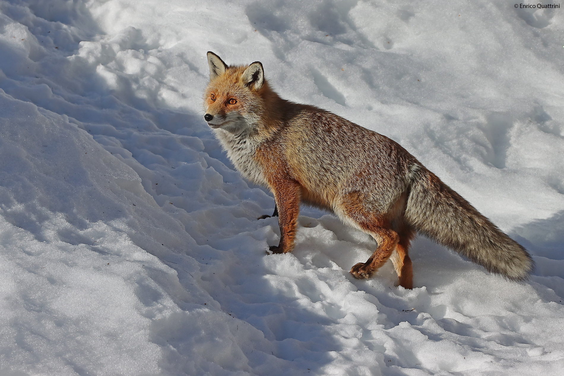 Fox