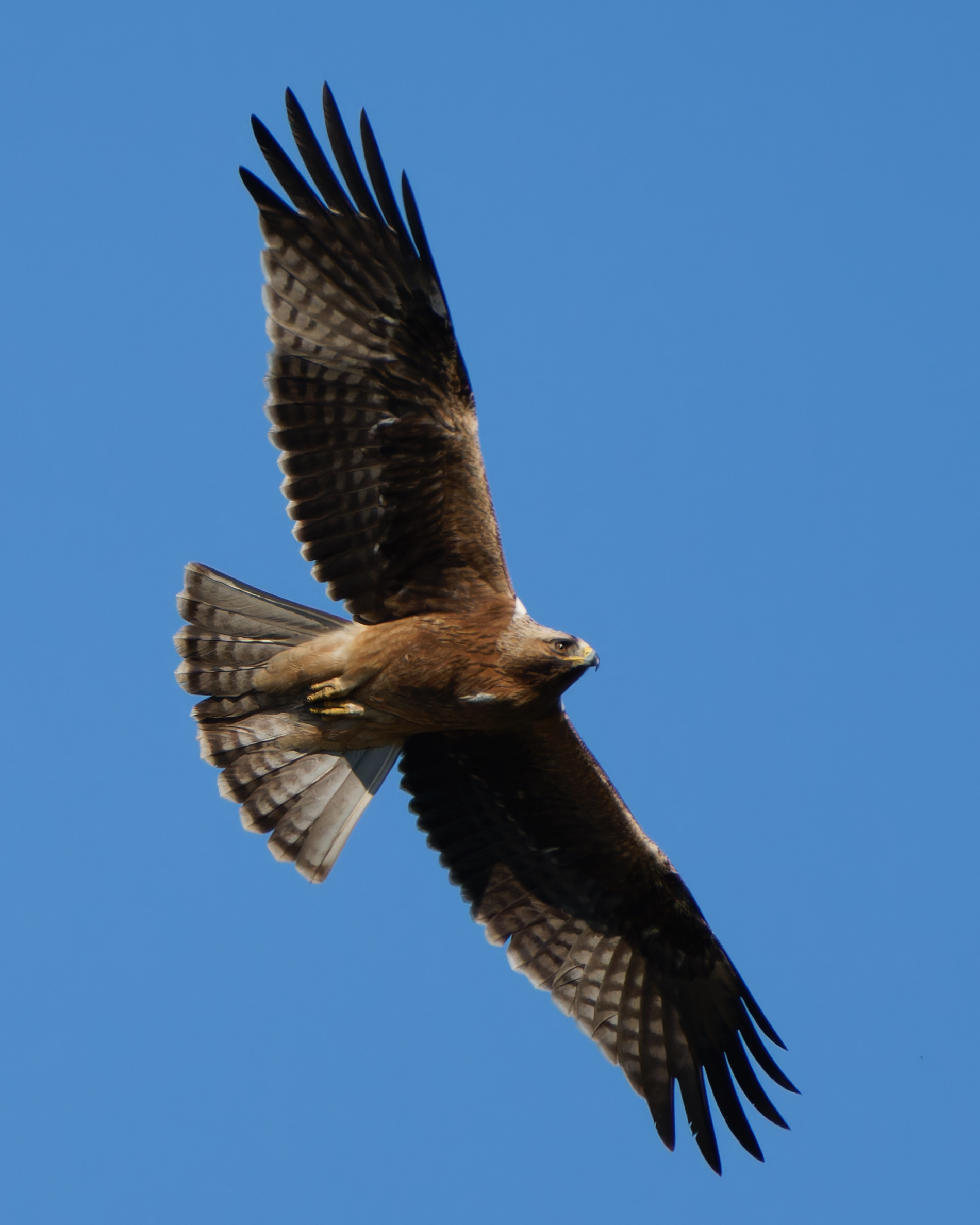 Aquila minore , morfismo scuro