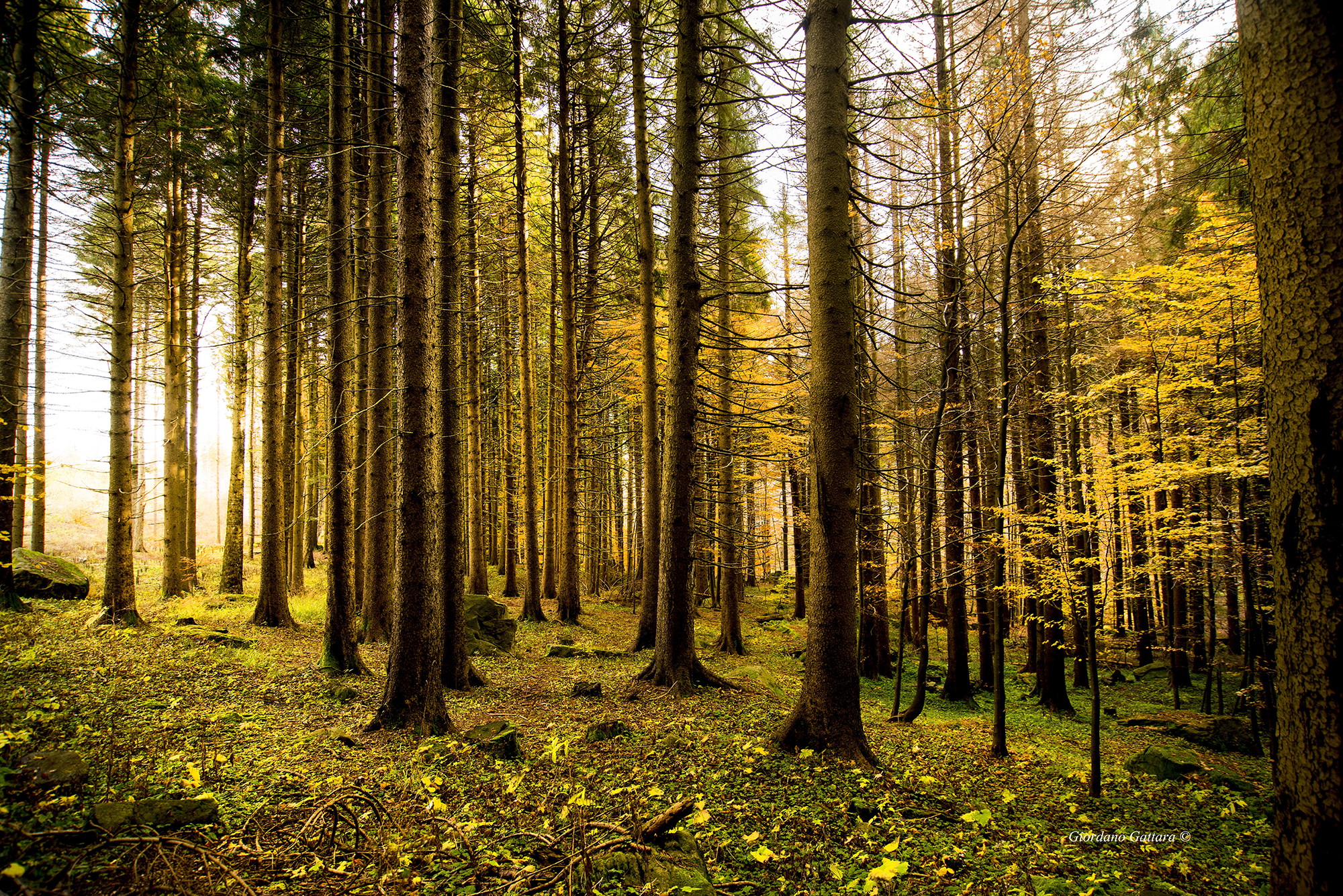 Nel bosco