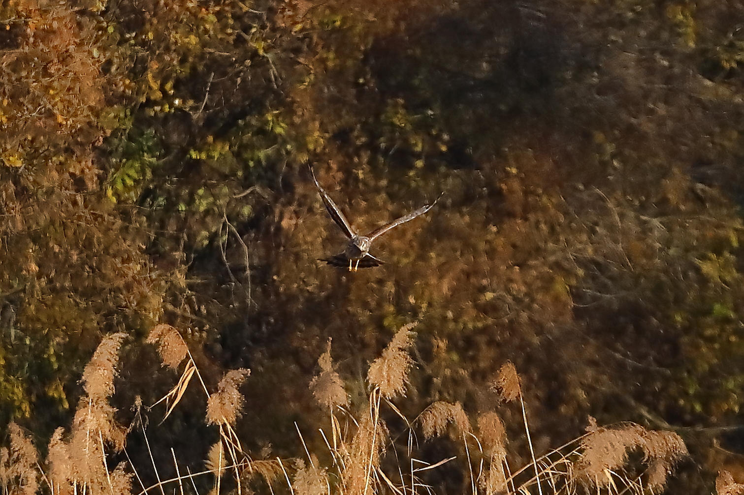 Hen Harrier 29-11-2023