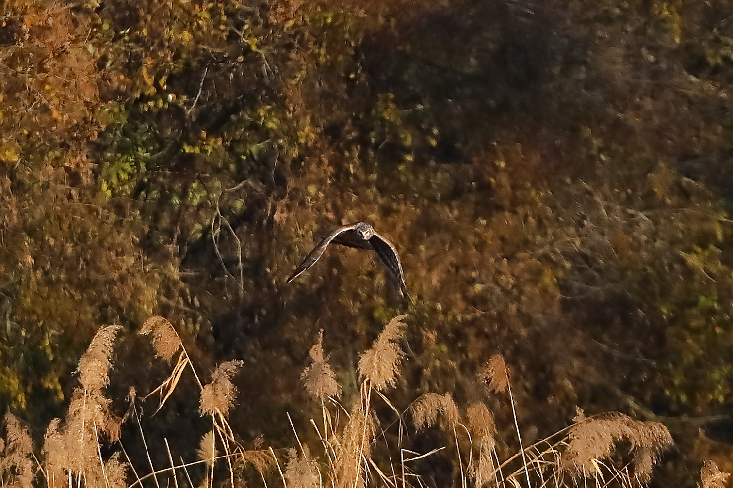 Hen Harrier 29-11-2023