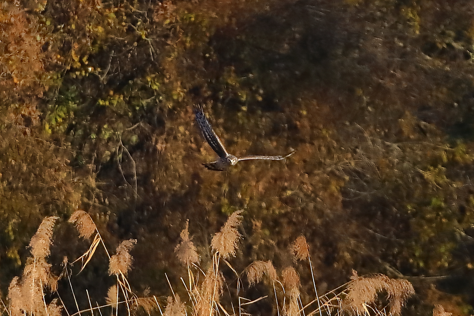 Hen Harrier 29-11-2023