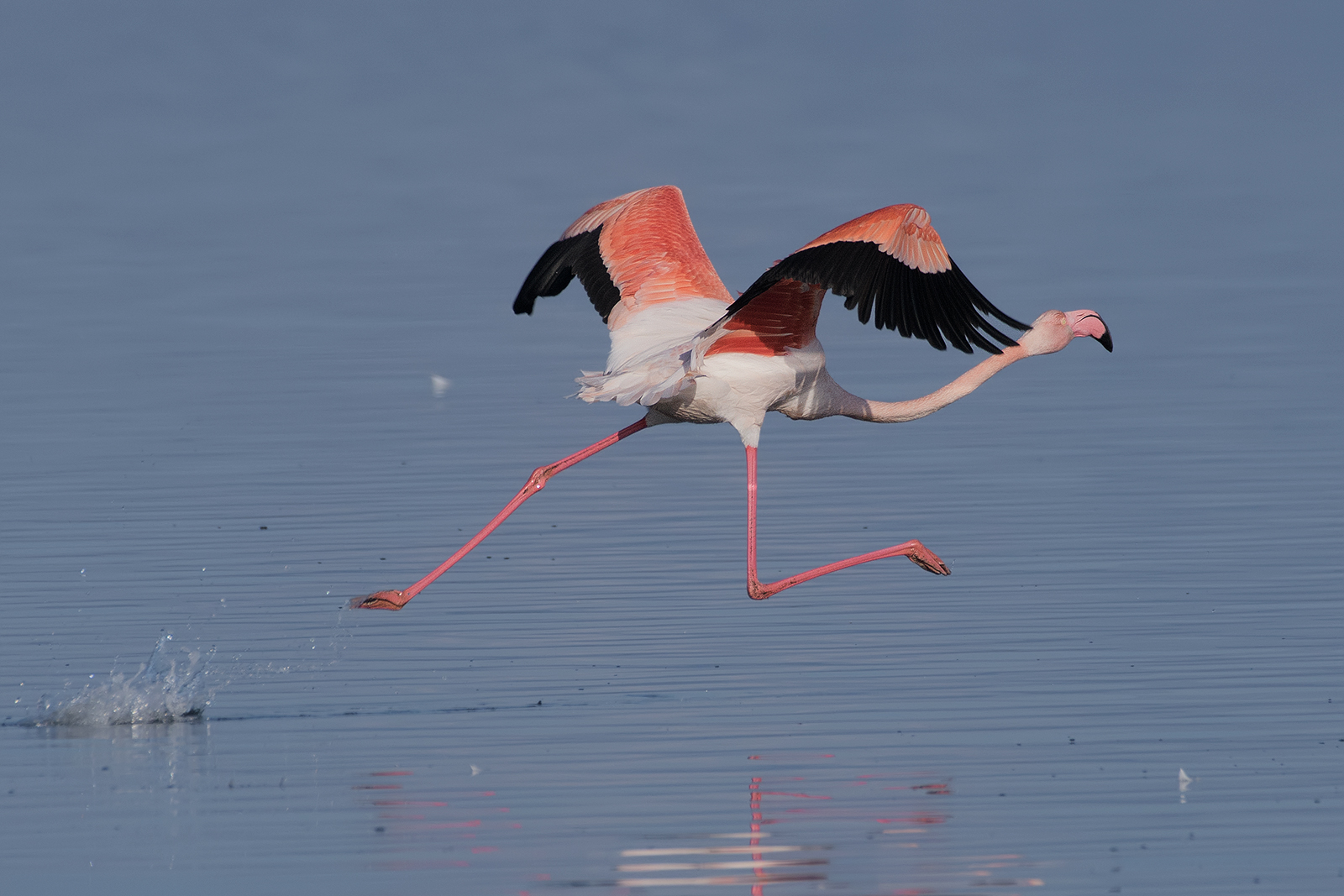 Flamingo.