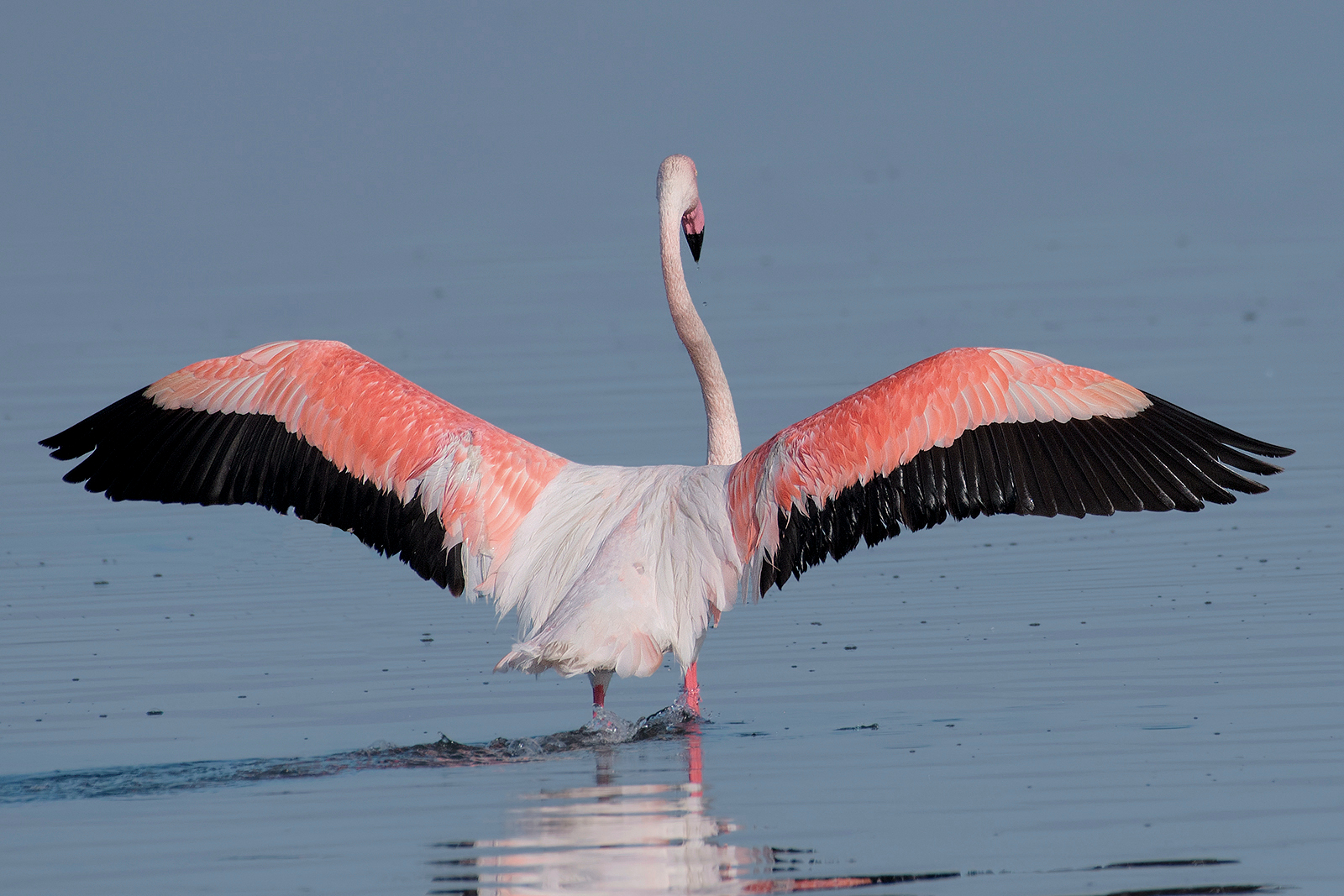 Side B (flamingo)