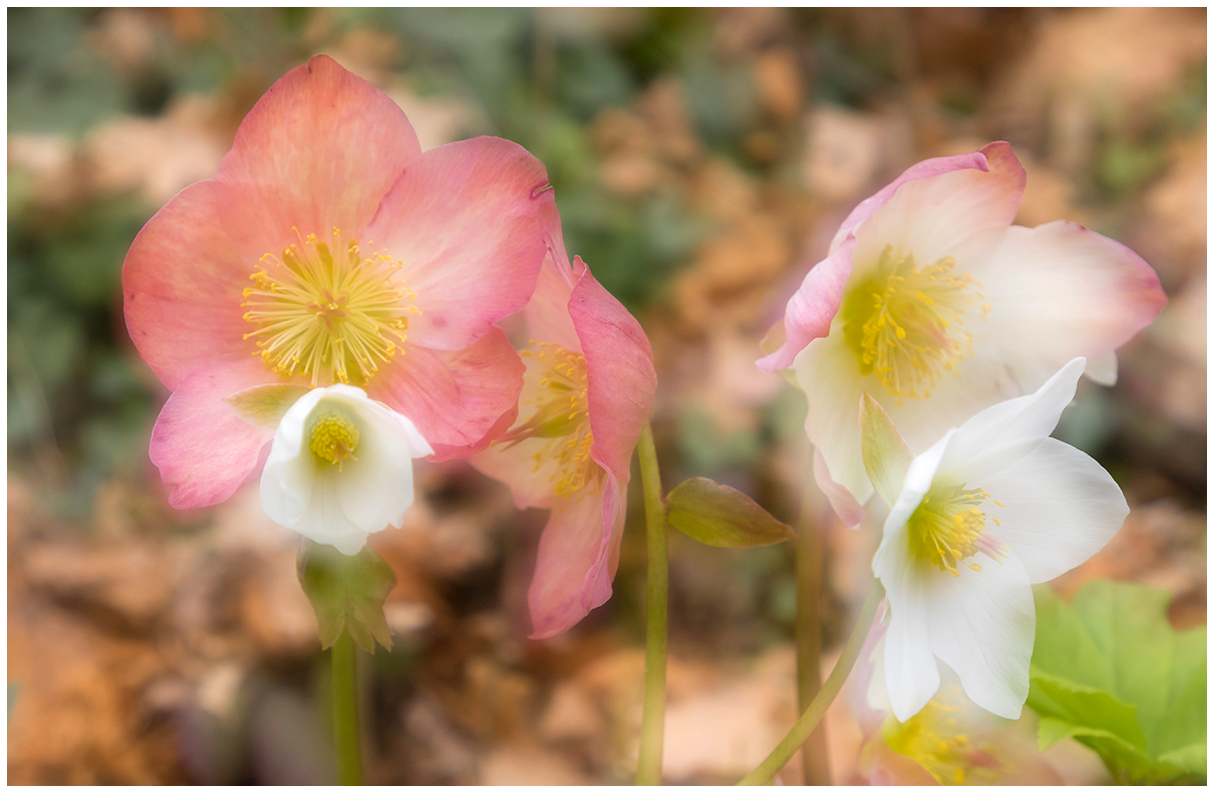 the colors of the Helleborus.