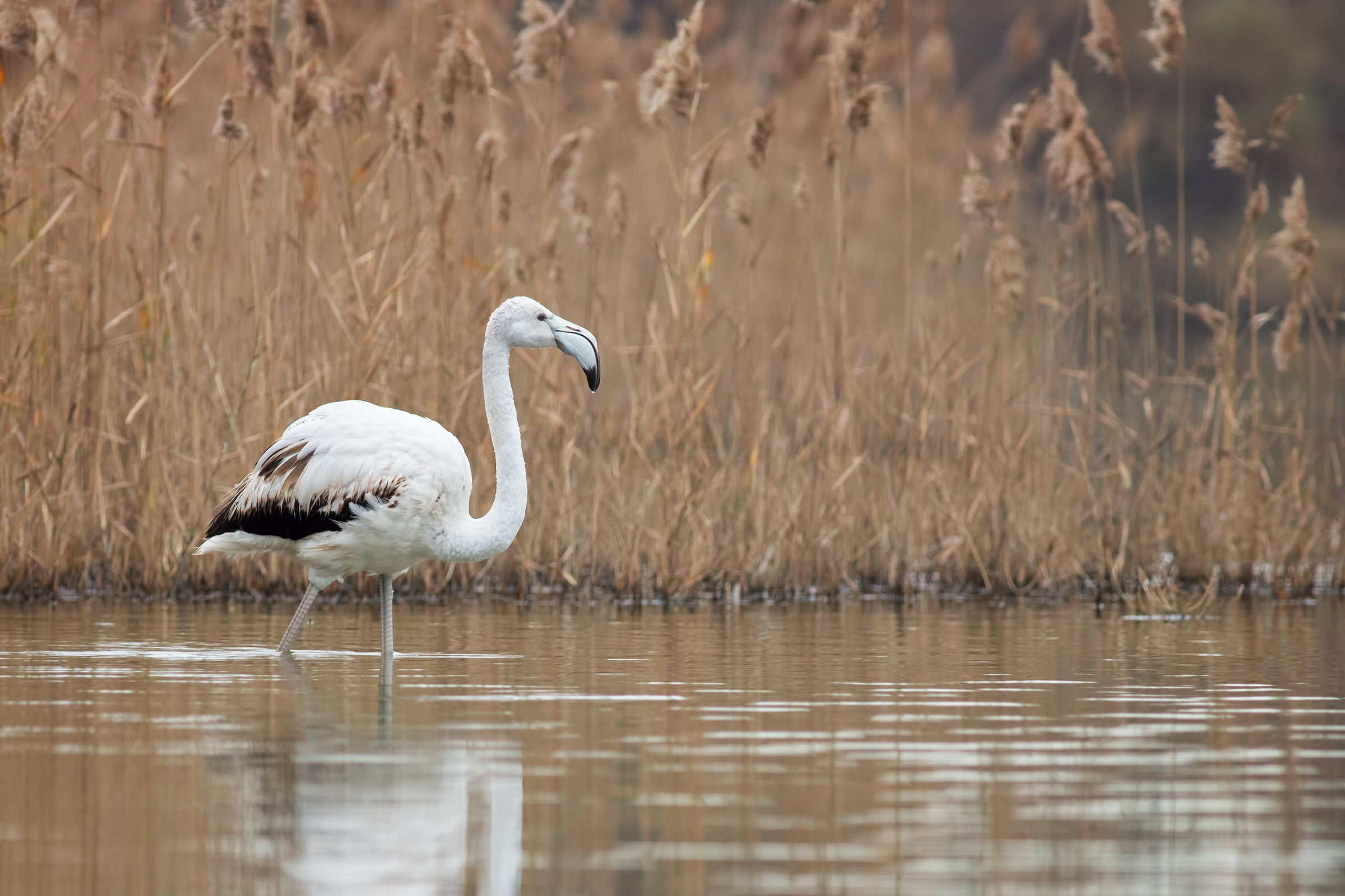 White flamingo among the reeds