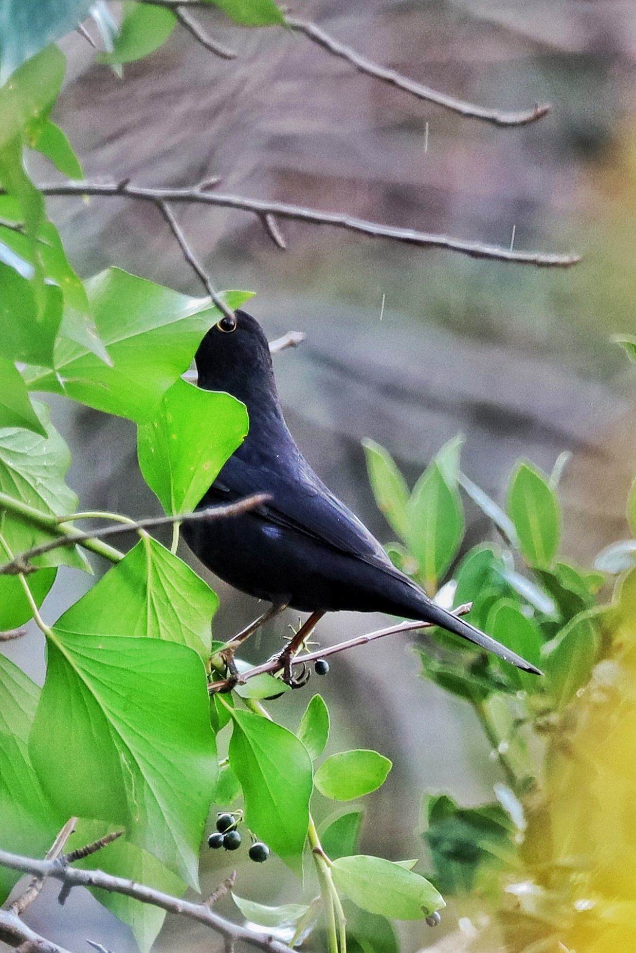 Turdus merula