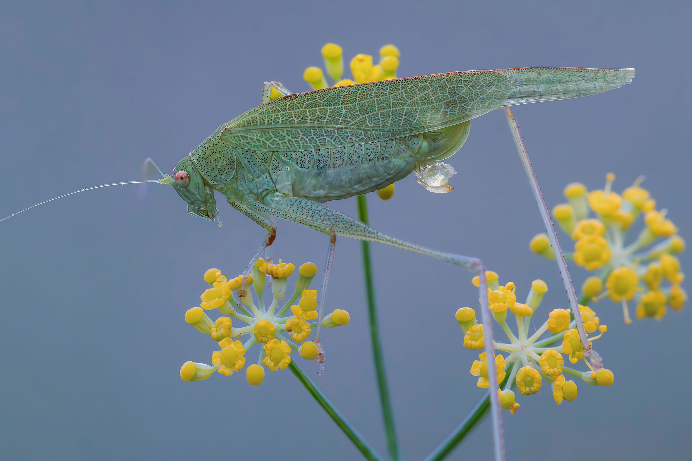 Phaneroptera sp. z o.o.