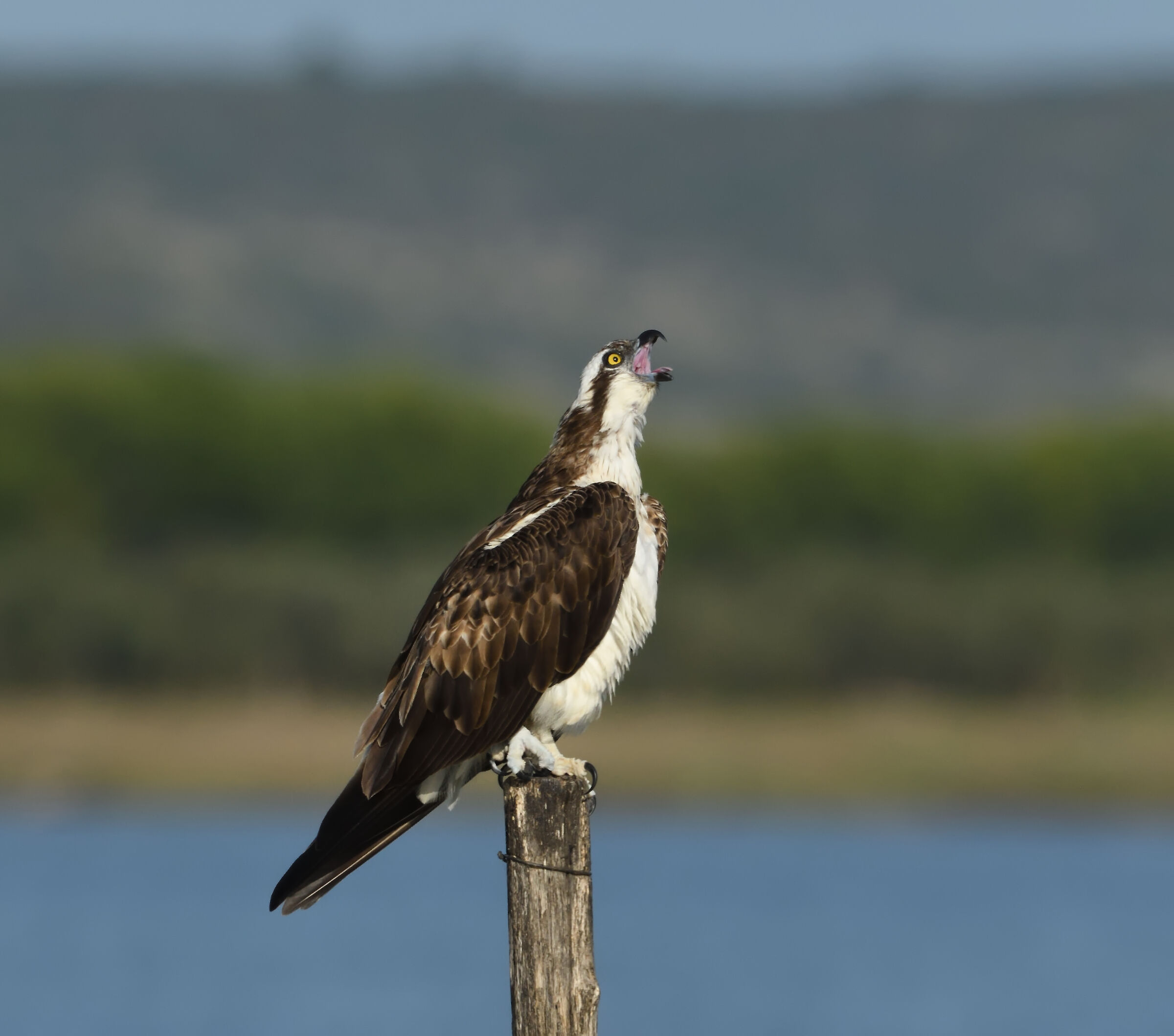 Ultime prove per il festival di Sanremo ...